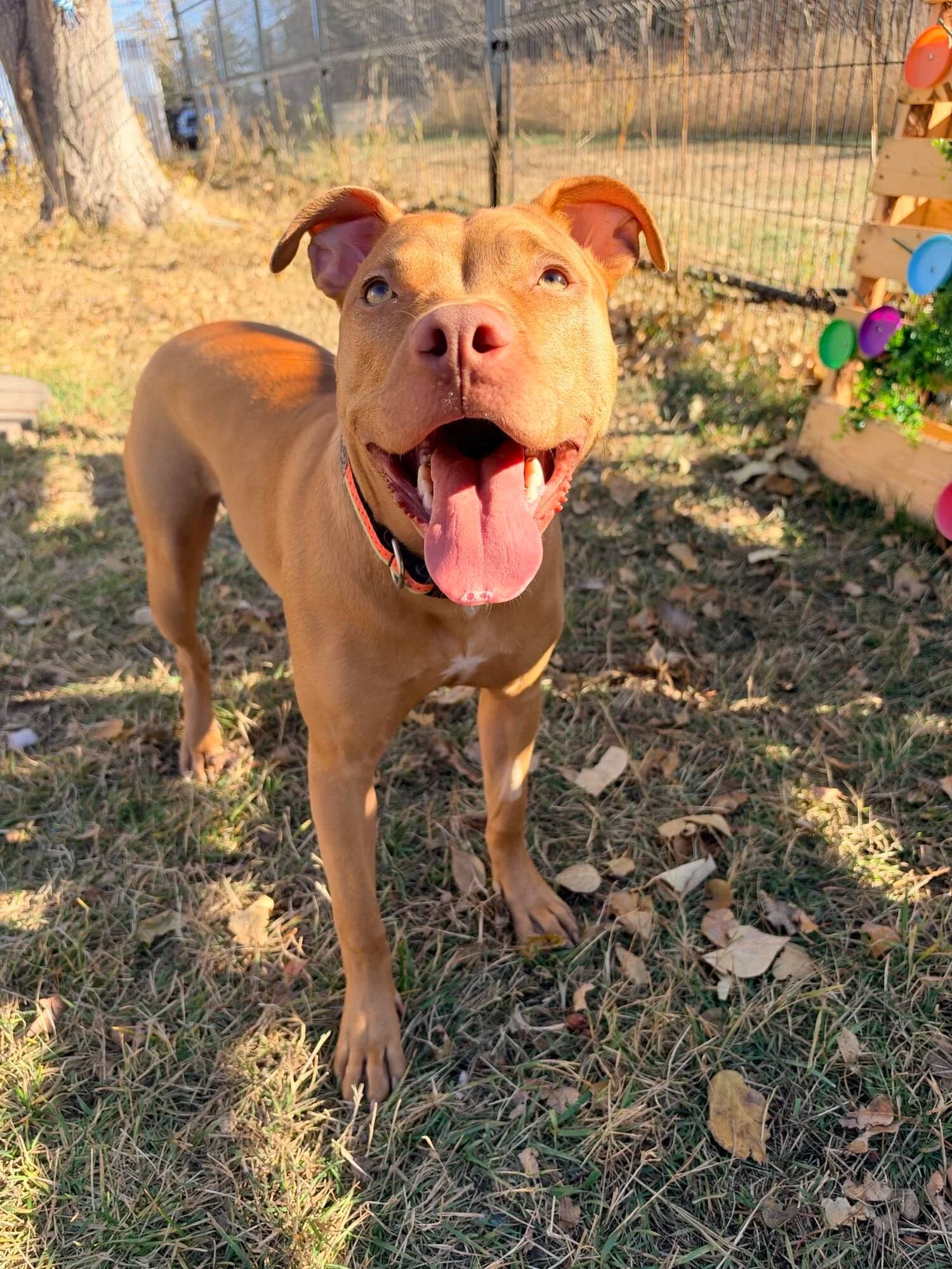 Angel - American Pitbull available for adoption at Central Alberta Humane Society in Red Deer