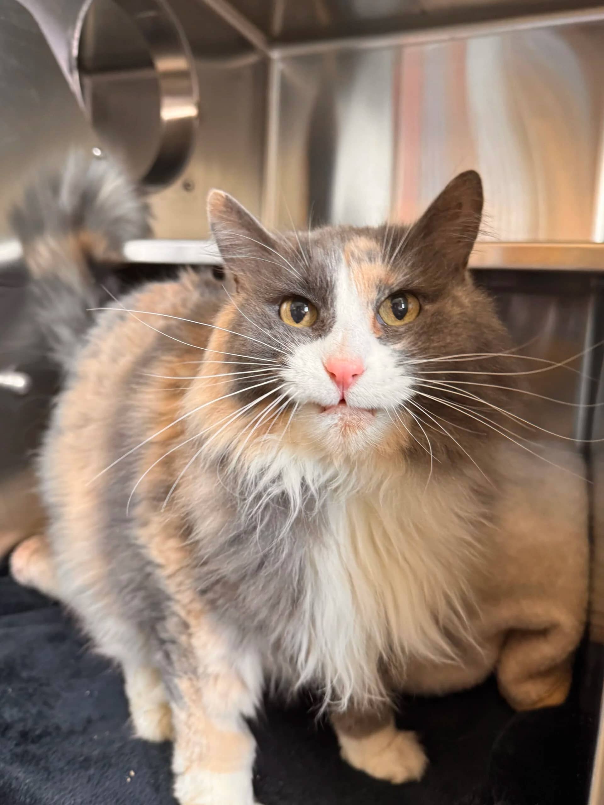 Countess - Domestic Long Hair cat available for adoption in Alberta