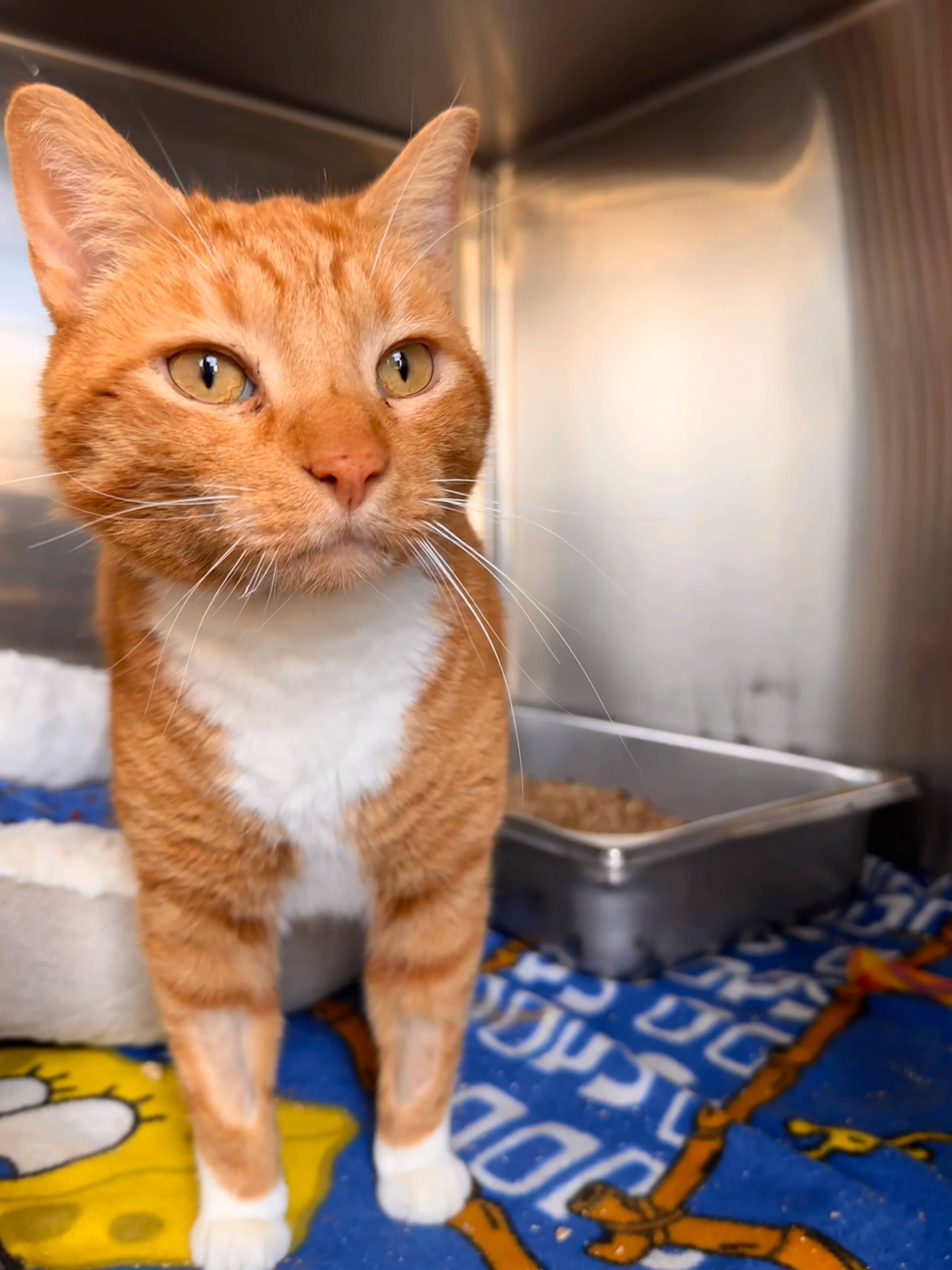 Guppy - Domestic Short Hair cat available for adoption at Central Alberta Humane Society in Red Deer