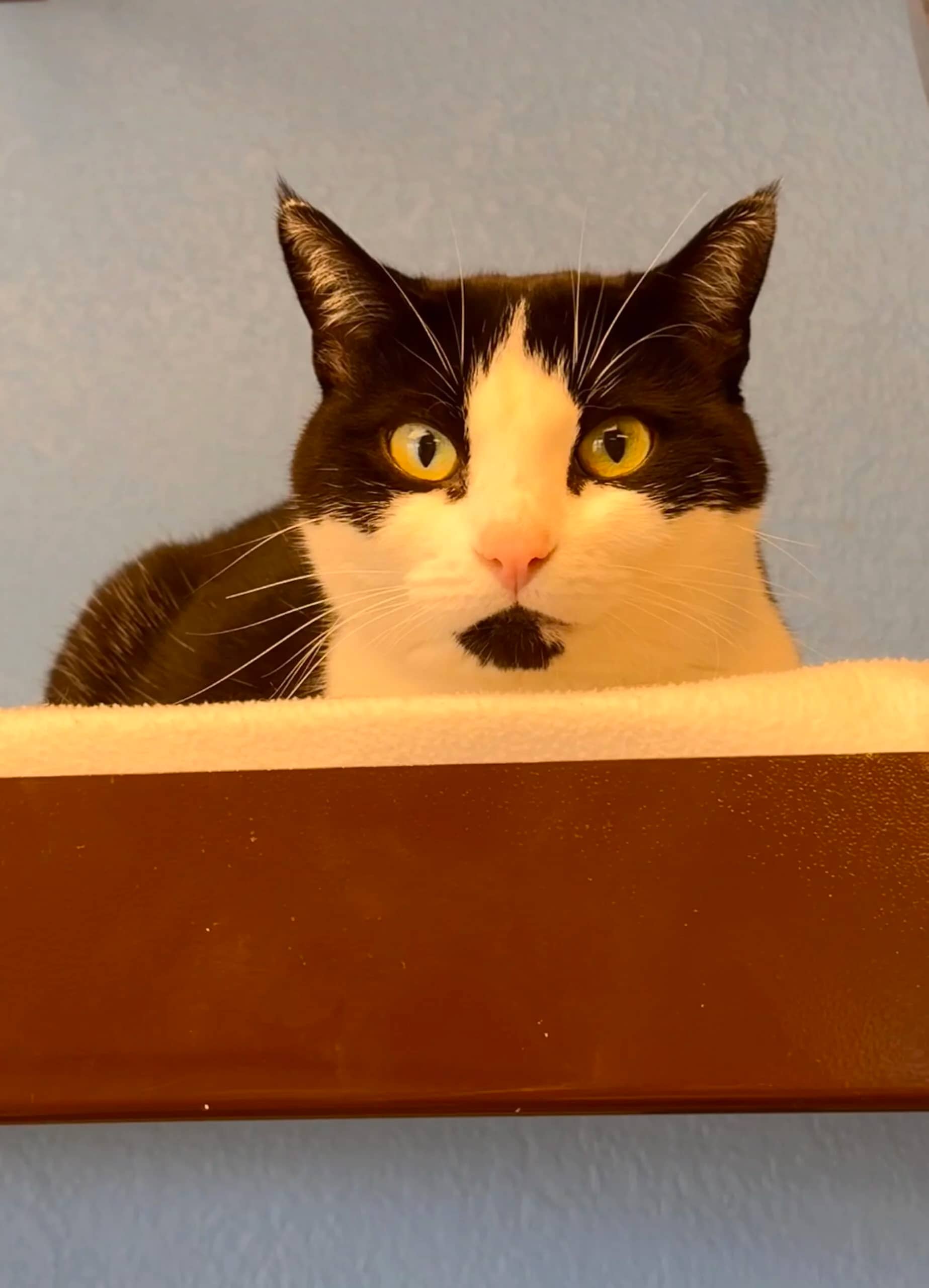 Blair - Domestic Short Hair cat available for adoption at Central Alberta Humane Society in Red Deer