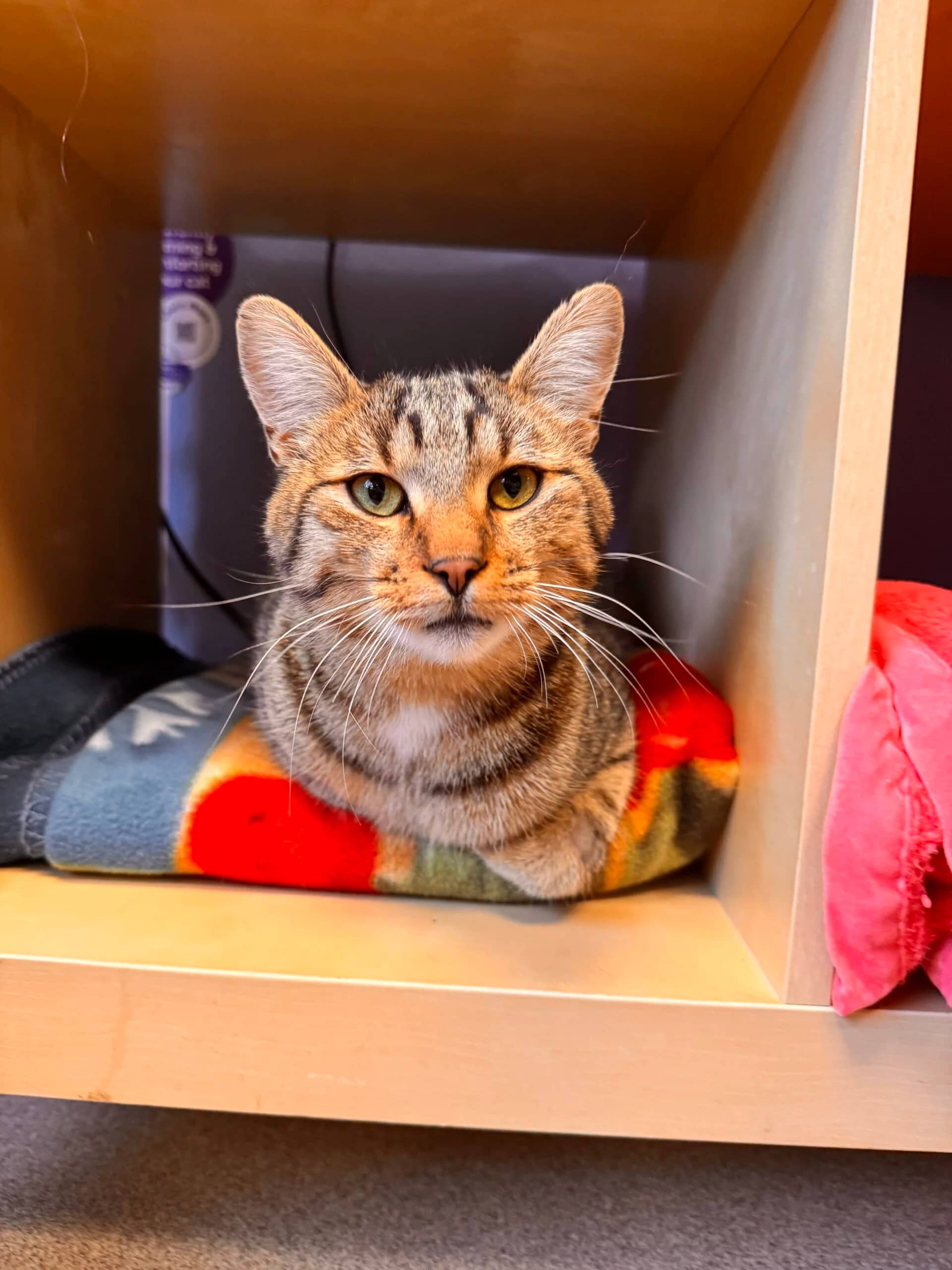 Martie - Domestic Short Hair cat available for adoption in Alberta