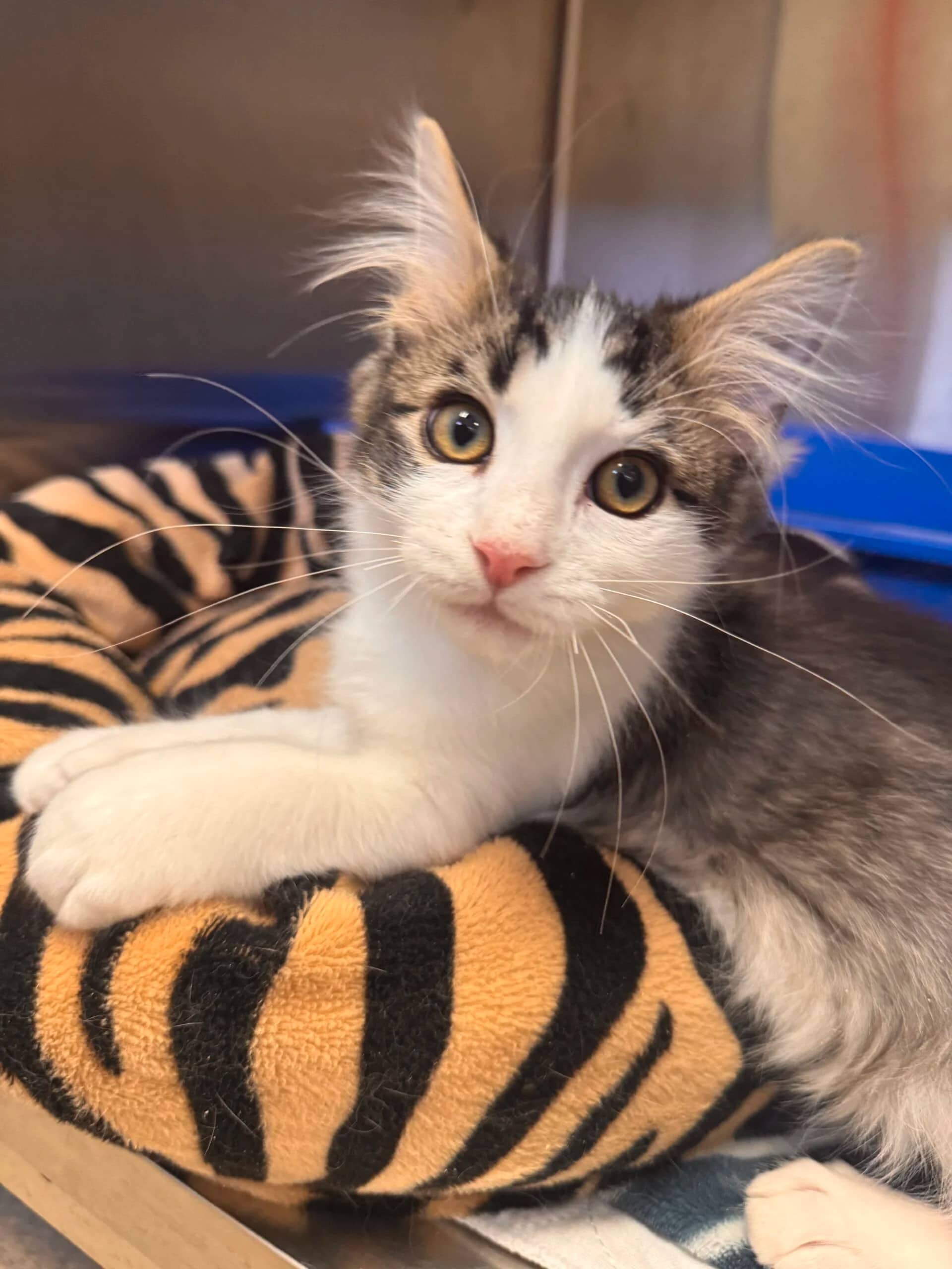 Superman - Domestic Short Hair available for adoption