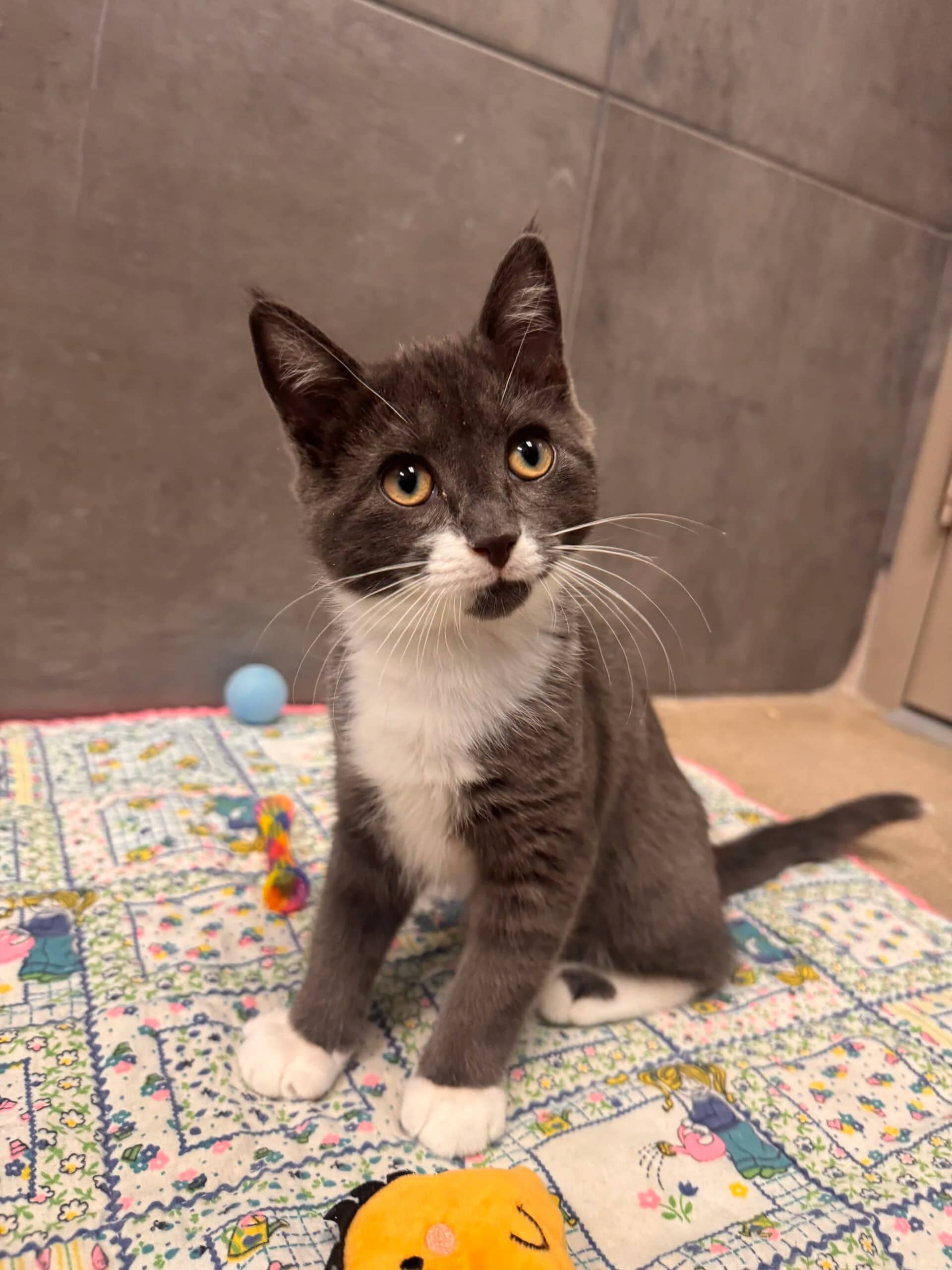 Ironman - Domestic Medium Hair cat available for adoption in Alberta