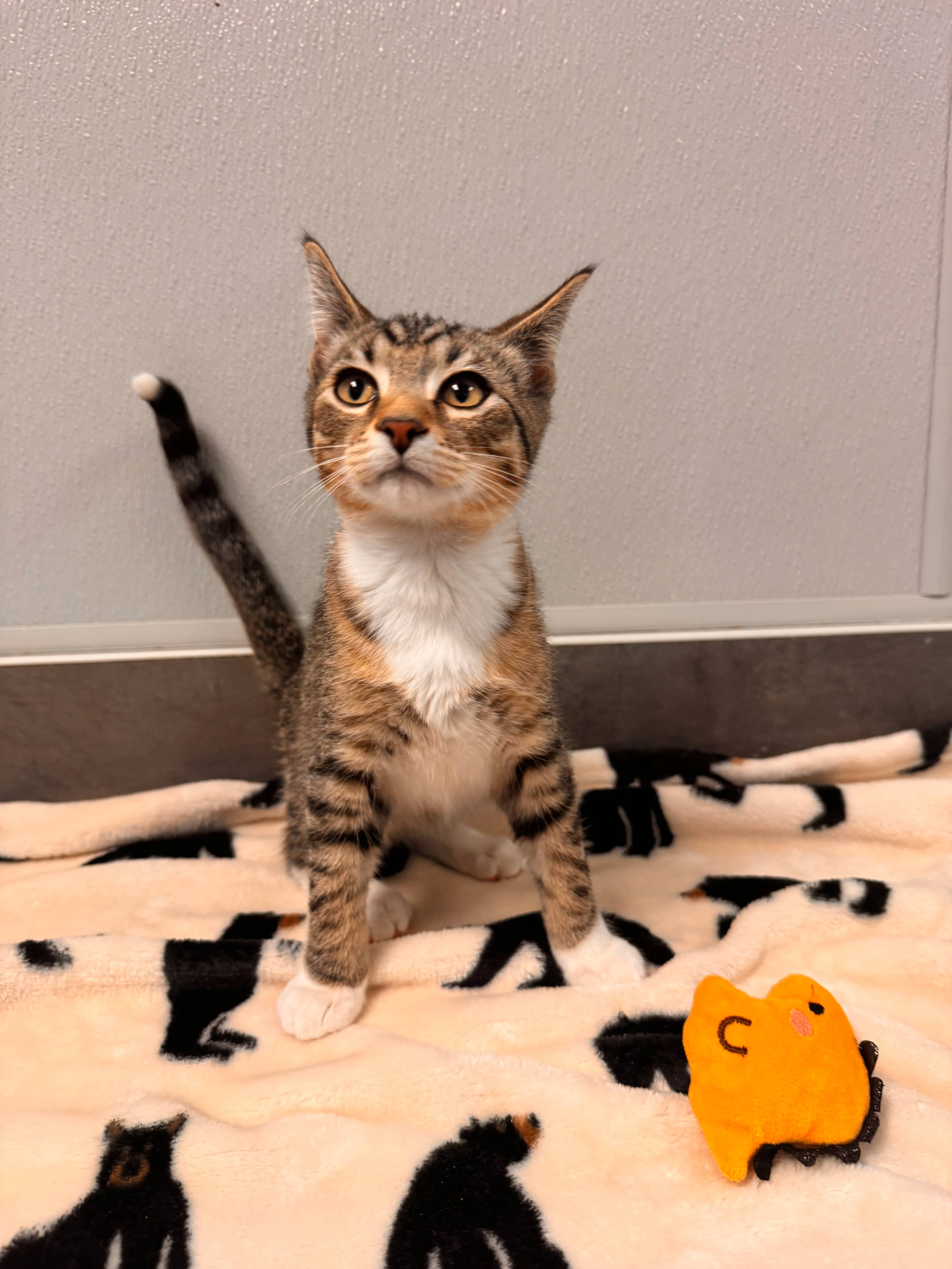 Wolverine - Domestic Short Hair available for adoption