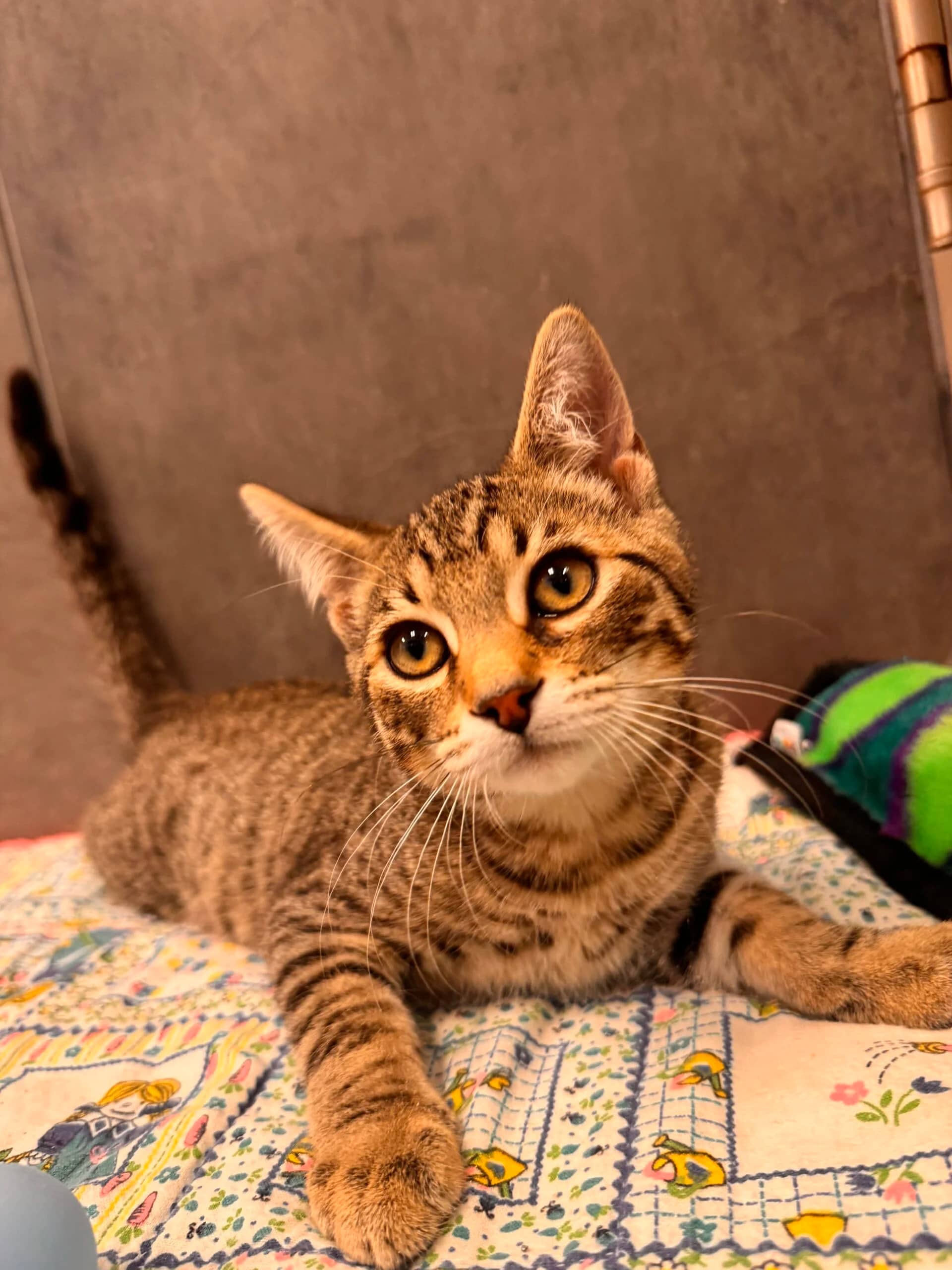 Hawkeye - Domestic Short Hair available for adoption
