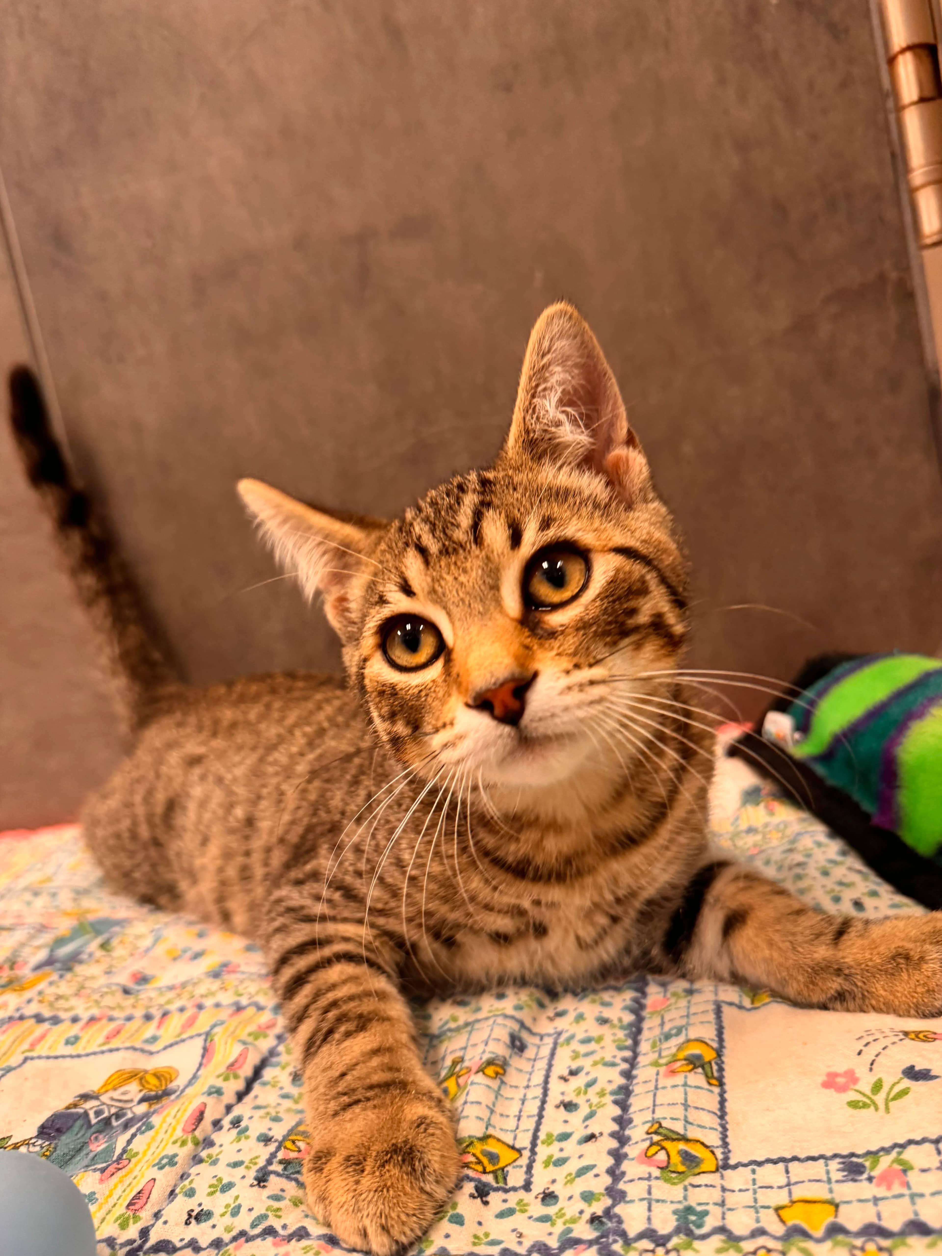 Hawkeye - Domestic Short Hair available for adoption