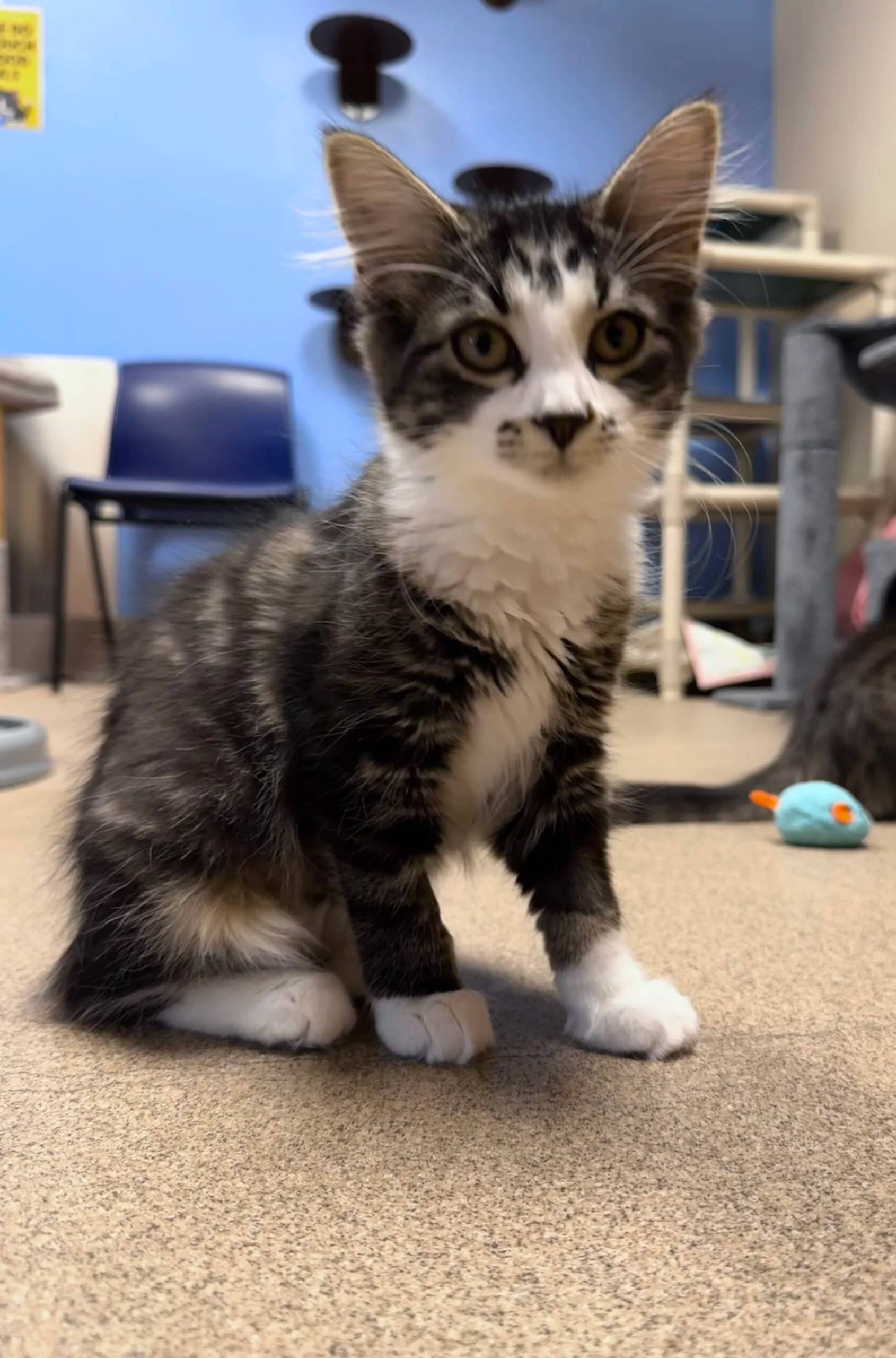 Supergirl - Domestic Medium Hair available for adoption