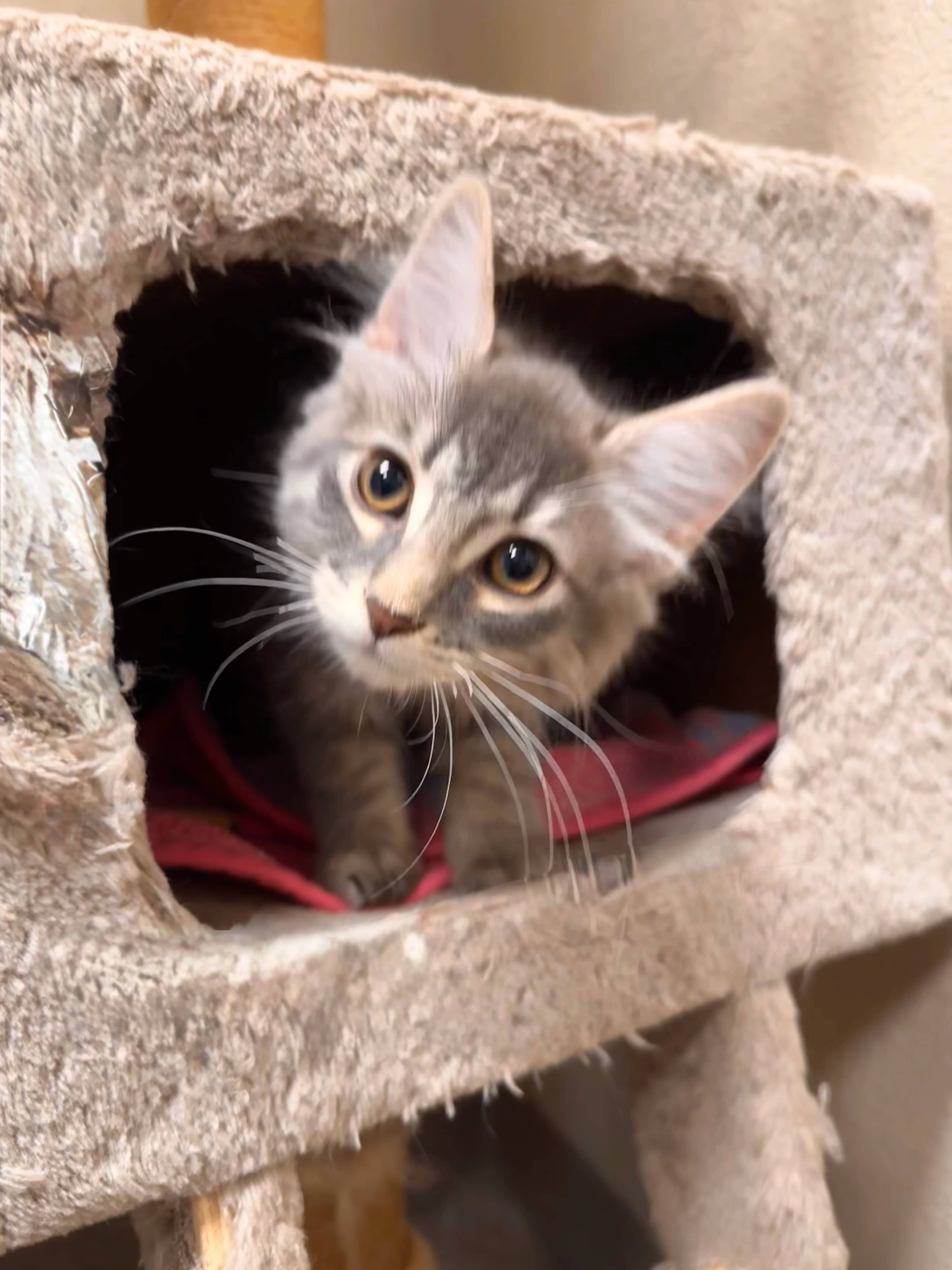 Mayhem - Domestic Medium Hair available for adoption