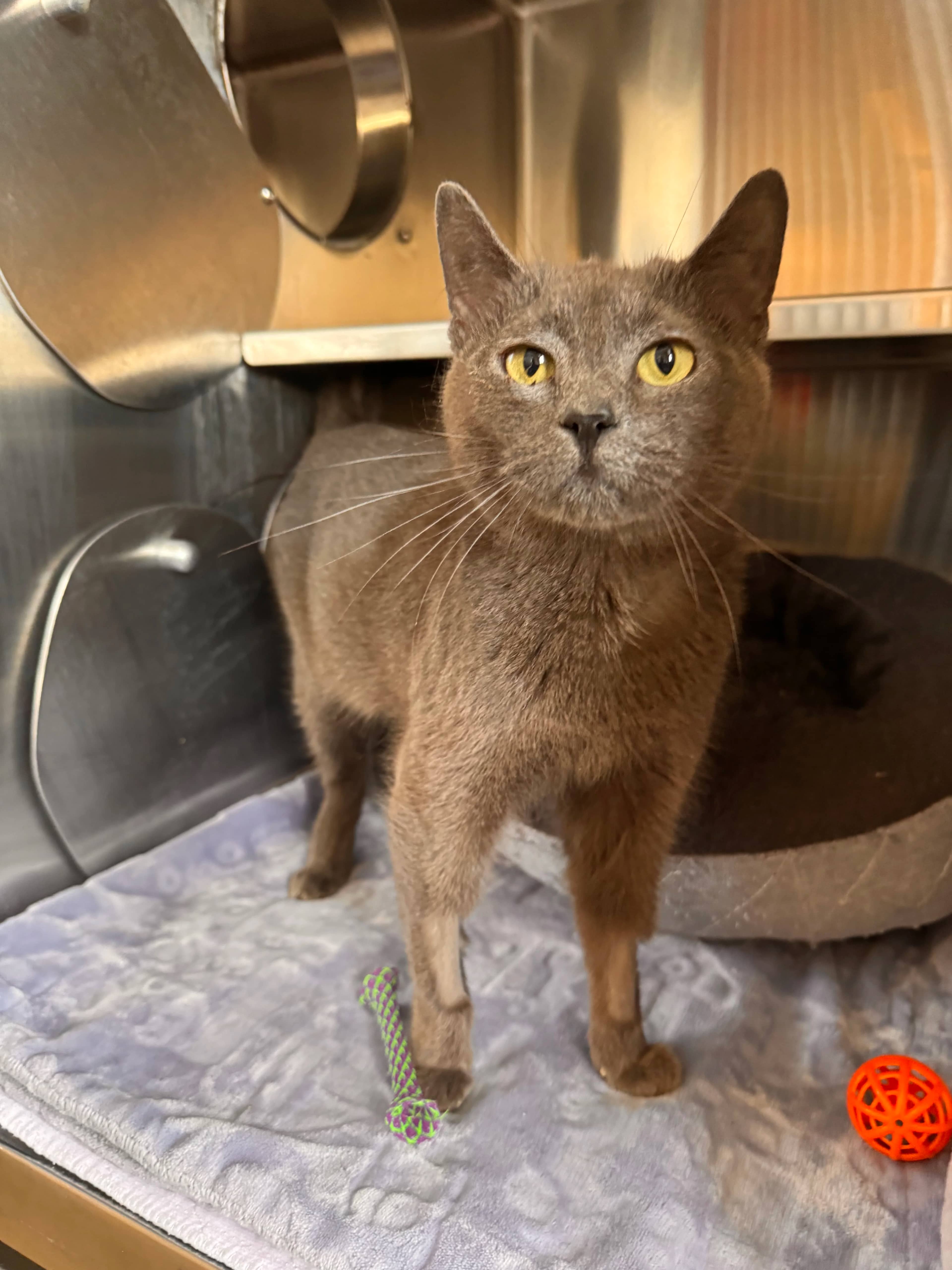 Pebbles - Domestic Short Hair cat available for adoption in Alberta
