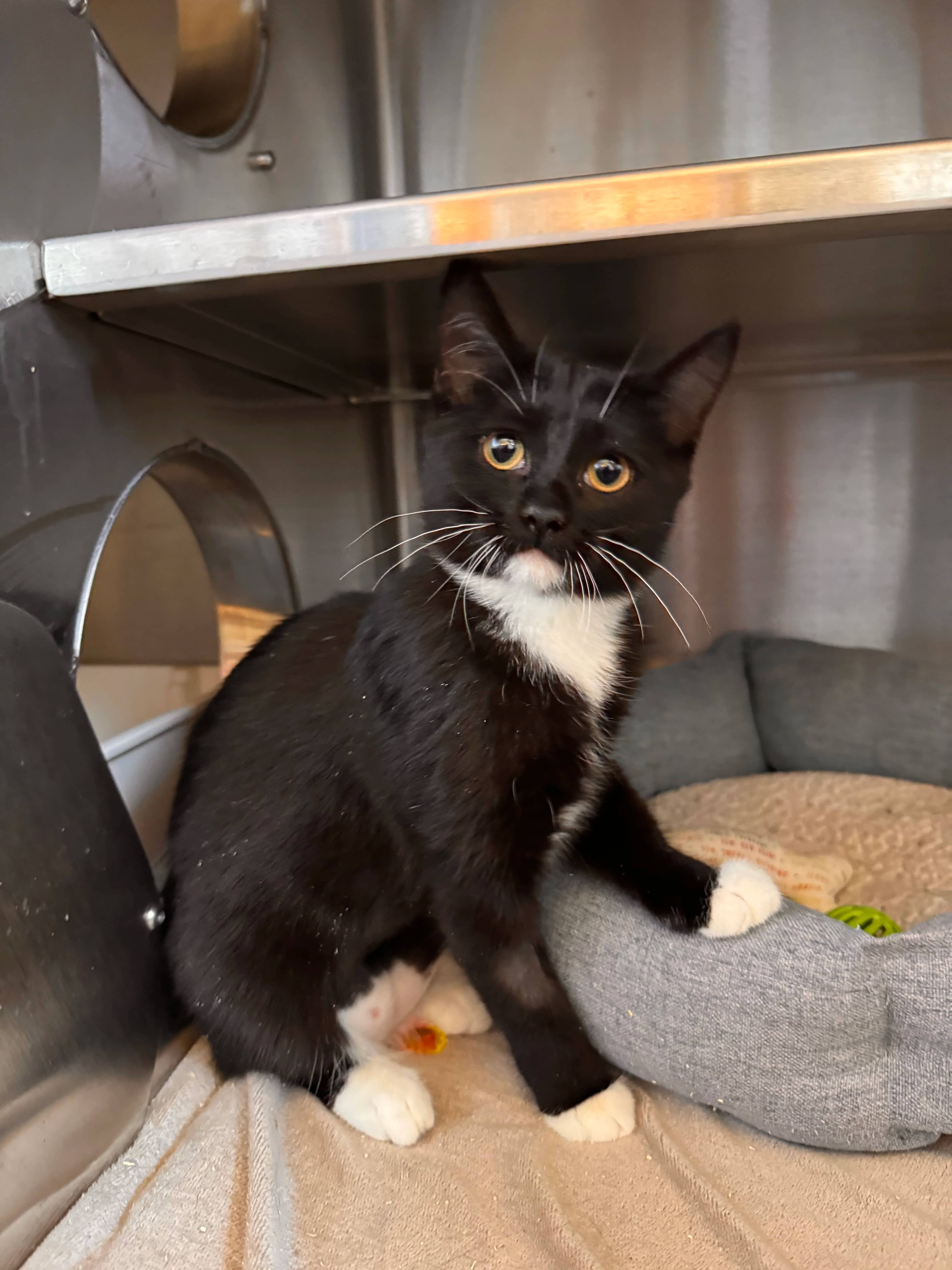 Rowena - Domestic Short Hair available for adoption