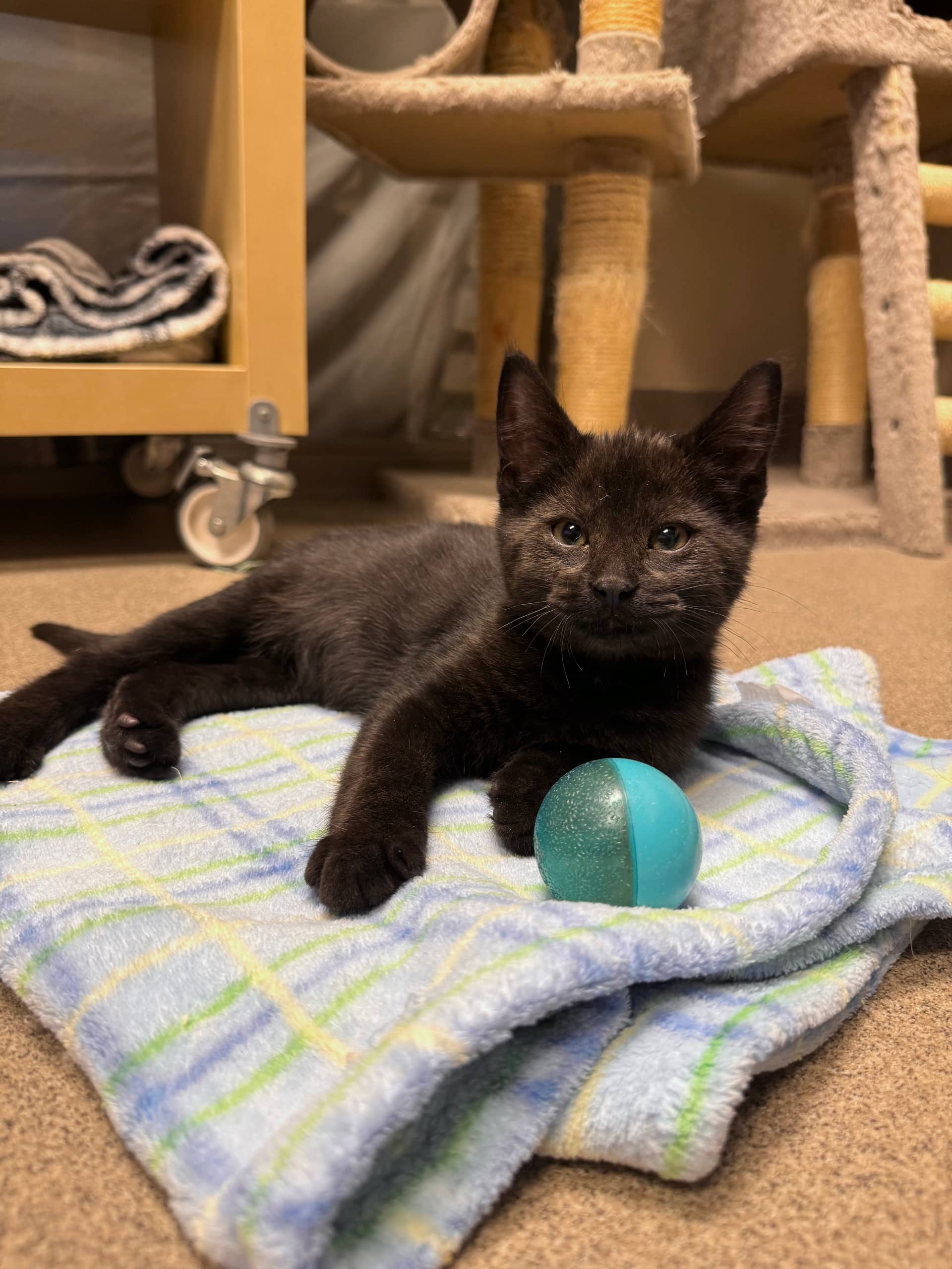 Walter - Domestic Short Hair cat available for adoption at Central Alberta Humane Society in Red Deer