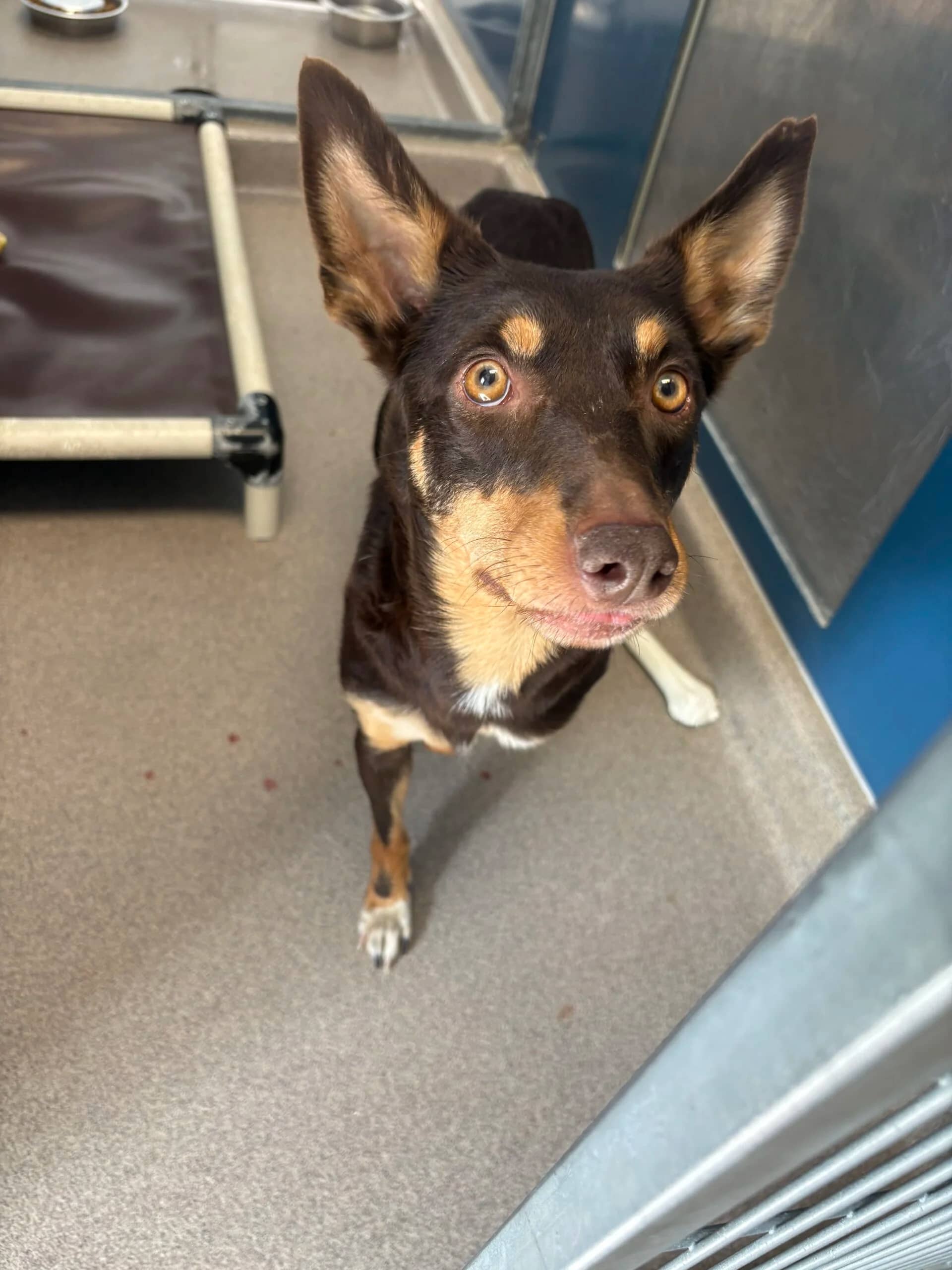 Kali - Kelpie cross available for adoption