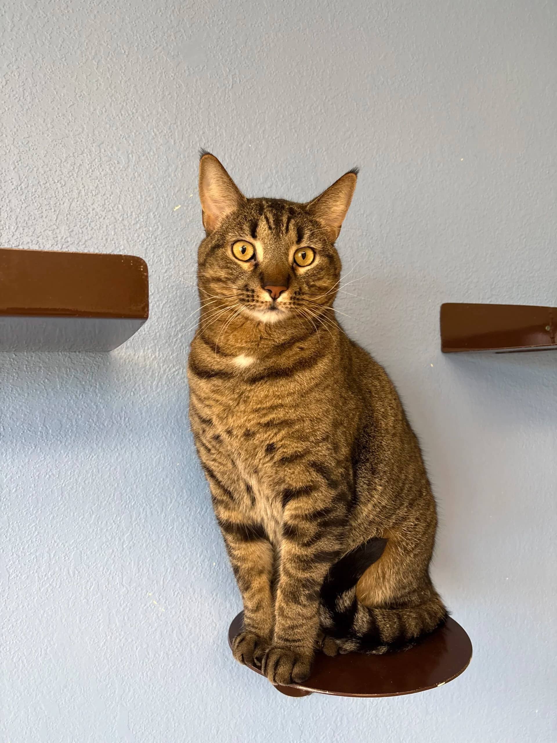 Tony - Domestic Short Hair available for adoption