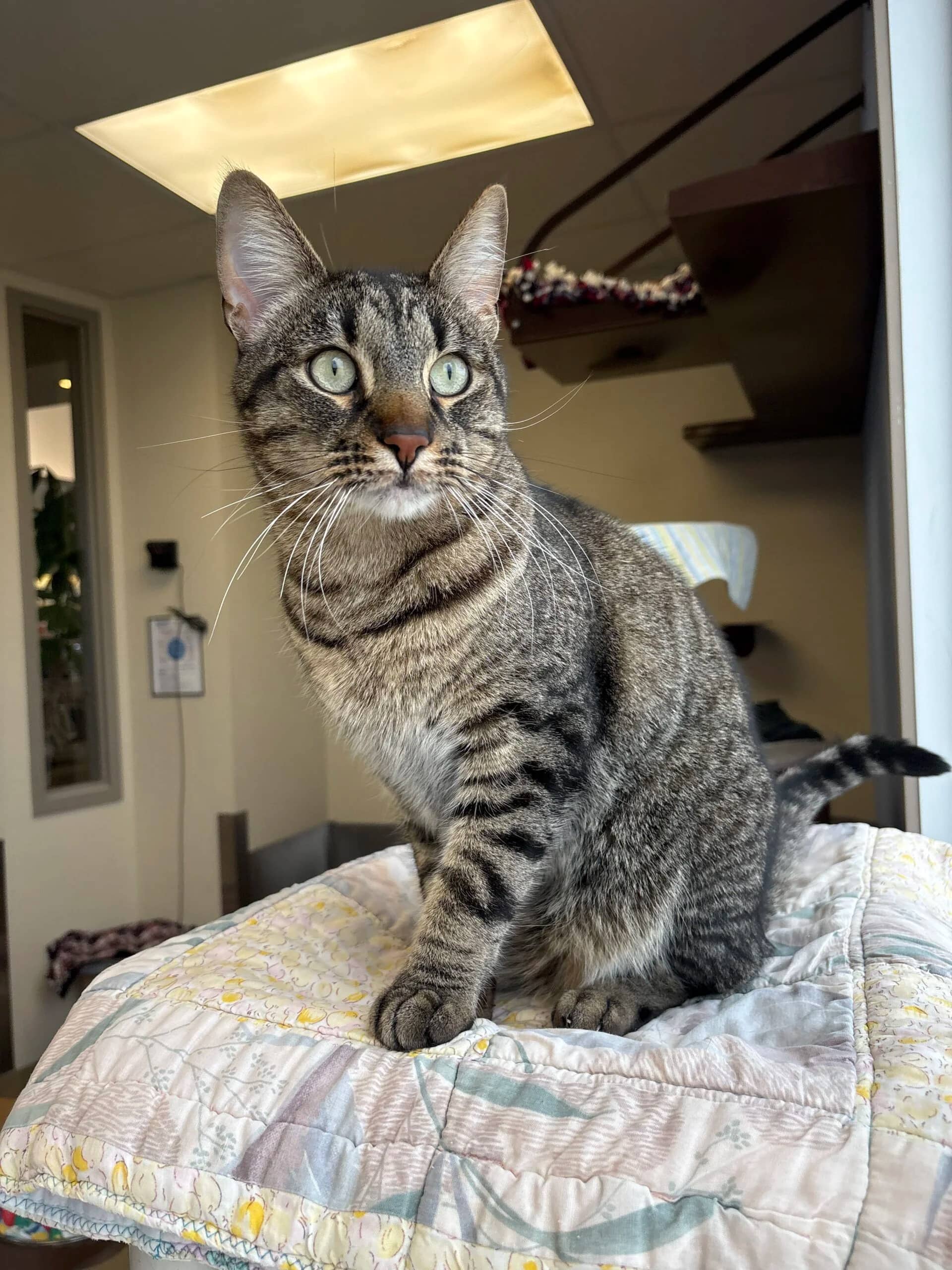 Ezekiel - Domestic Short Hair available for adoption