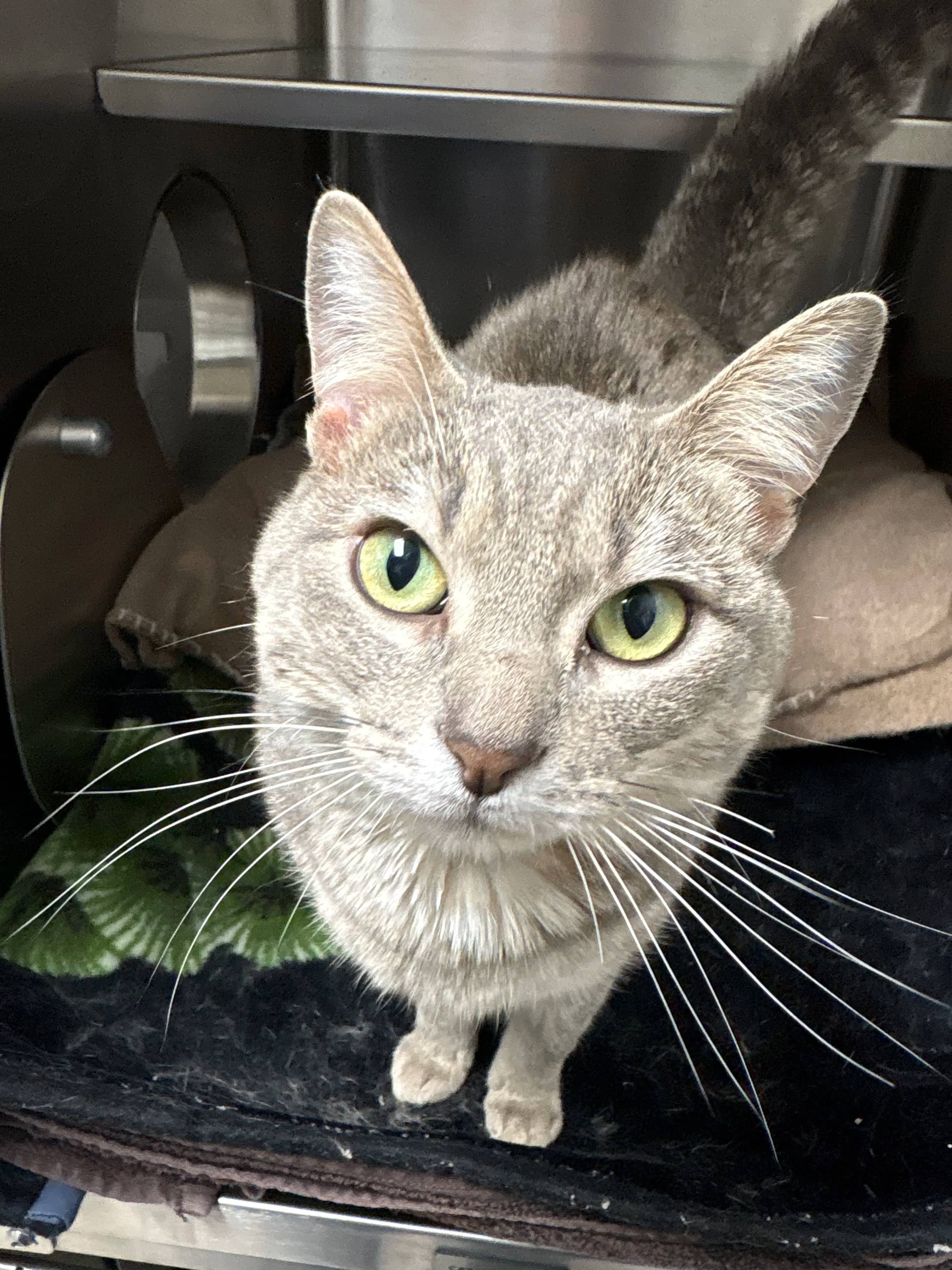 Jam - Domestic Short Hair cat available for adoption in Alberta