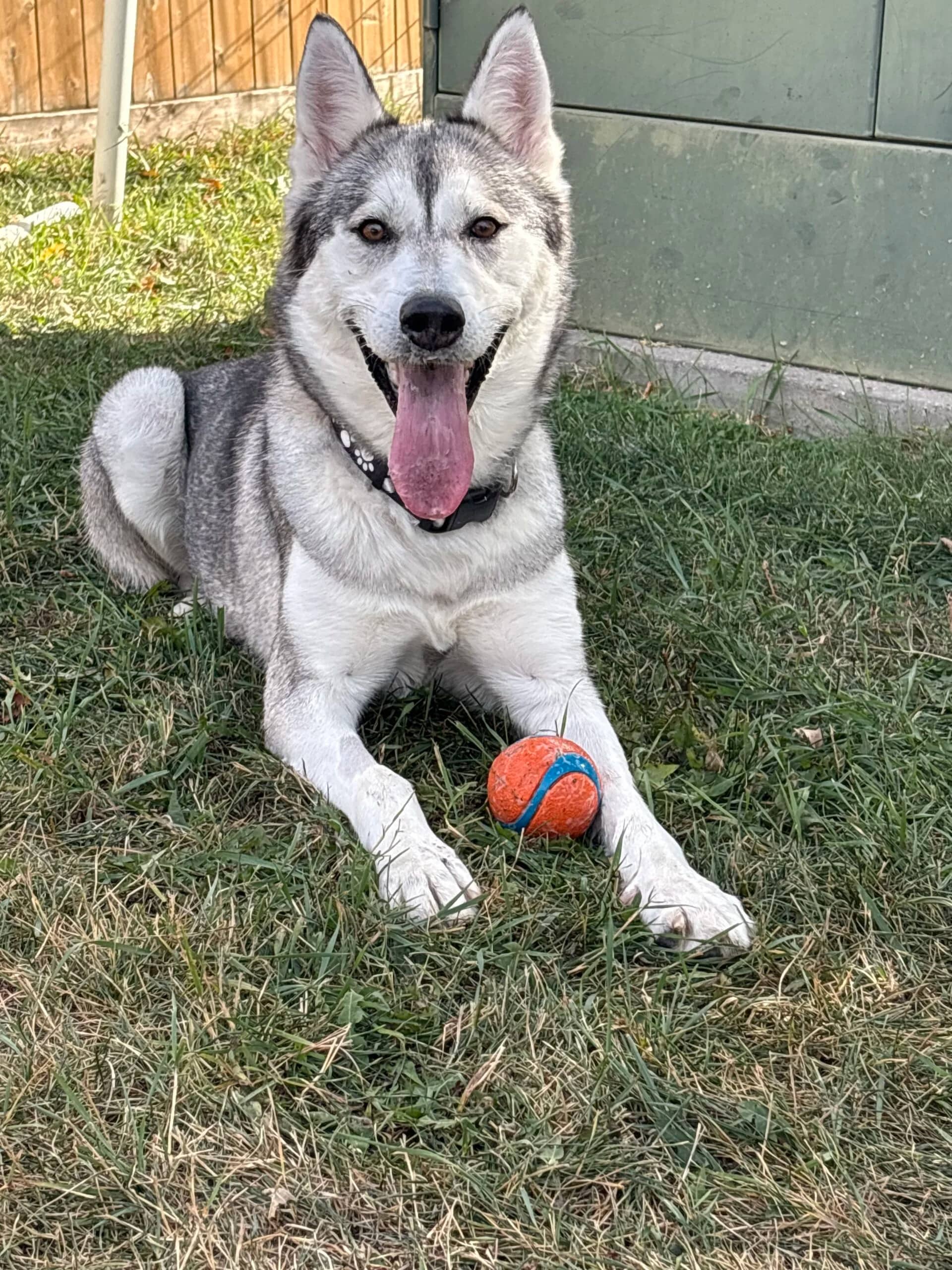 Sky - Husky X available for adoption at Central Alberta Humane Society in Red Deer