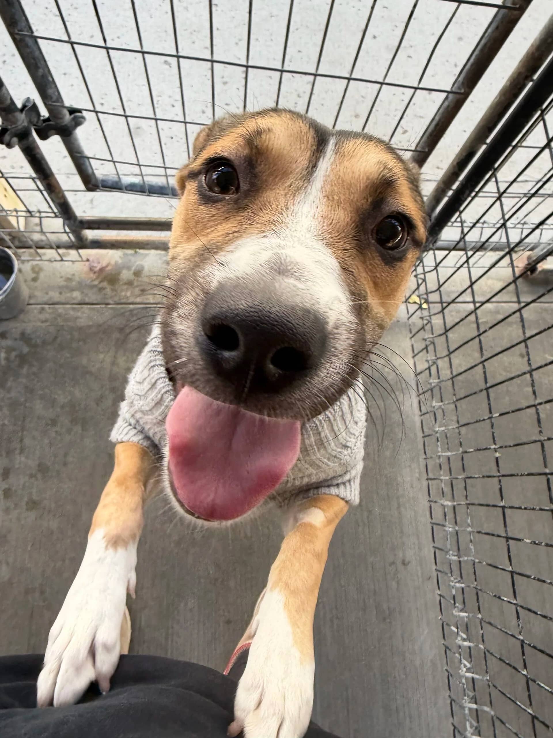 Nyx - Husky/Shepherd mix available for adoption at Central Alberta Humane Society in Red Deer