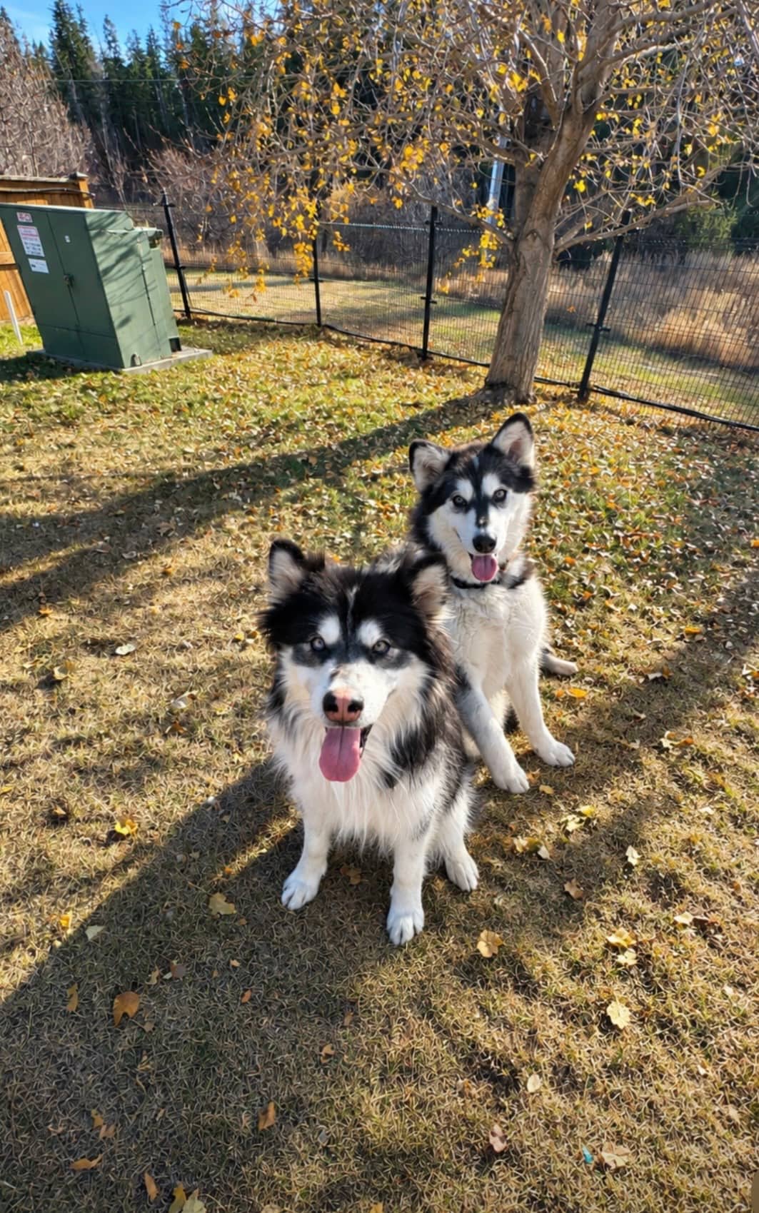 Nova & Kodi - Alaskan Malamute available for adoption at Central Alberta Humane Society in Red Deer