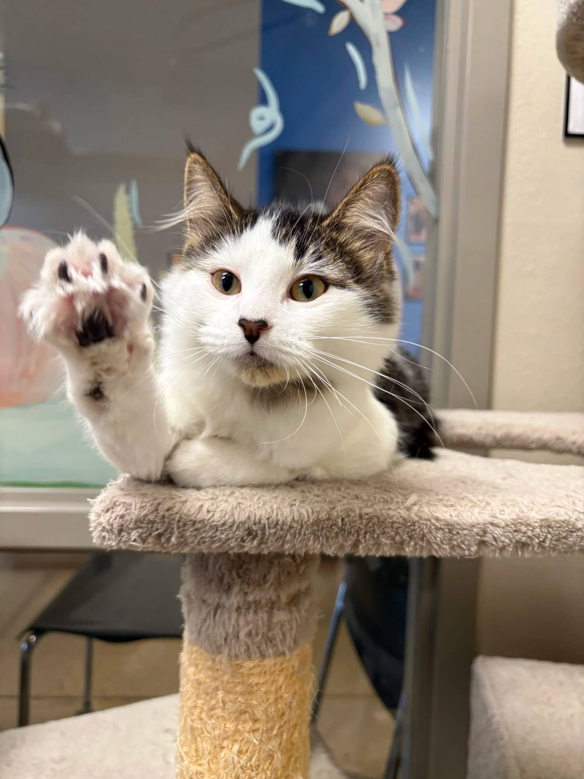 Stitch - Domestic Medium Hair available for adoption