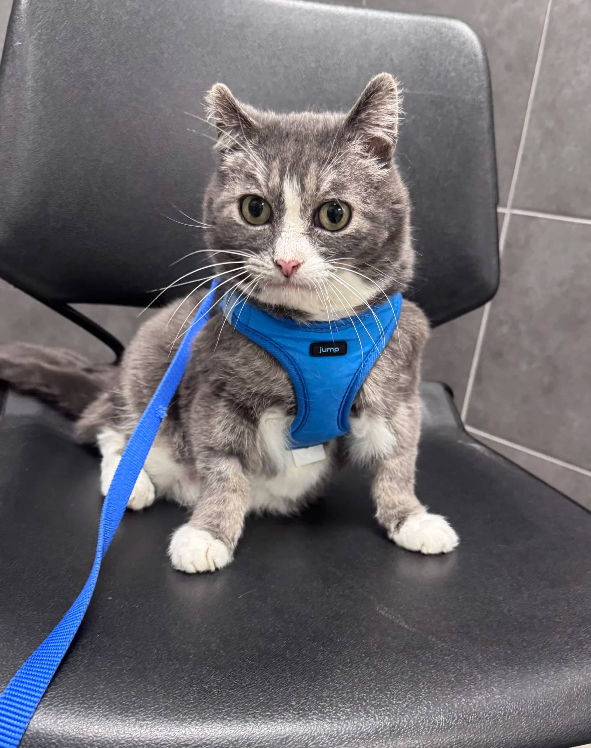 Milo - Domestic Short Hair cat available for adoption in Alberta