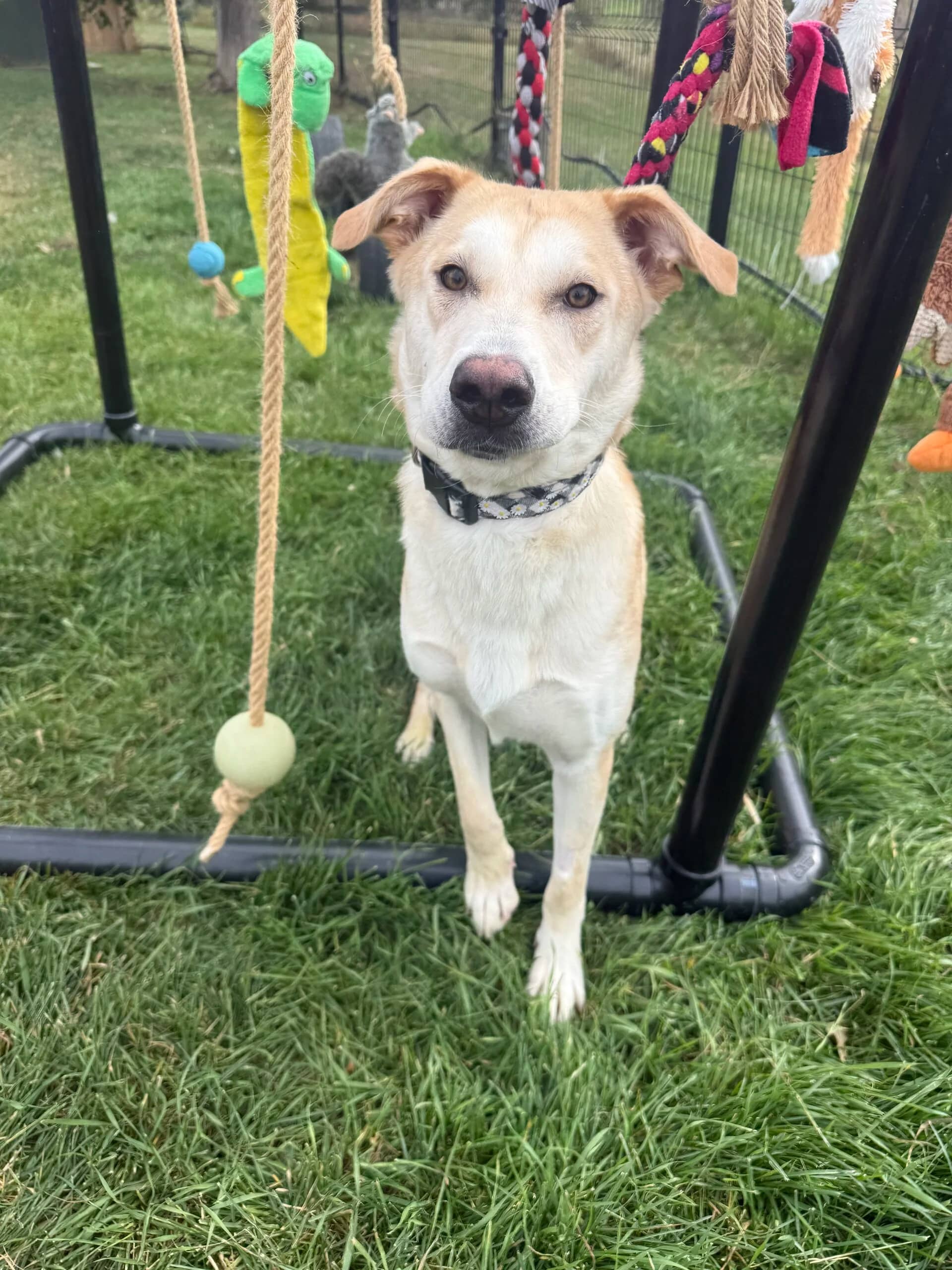 Tessa - Labrador x Husky available for adoption