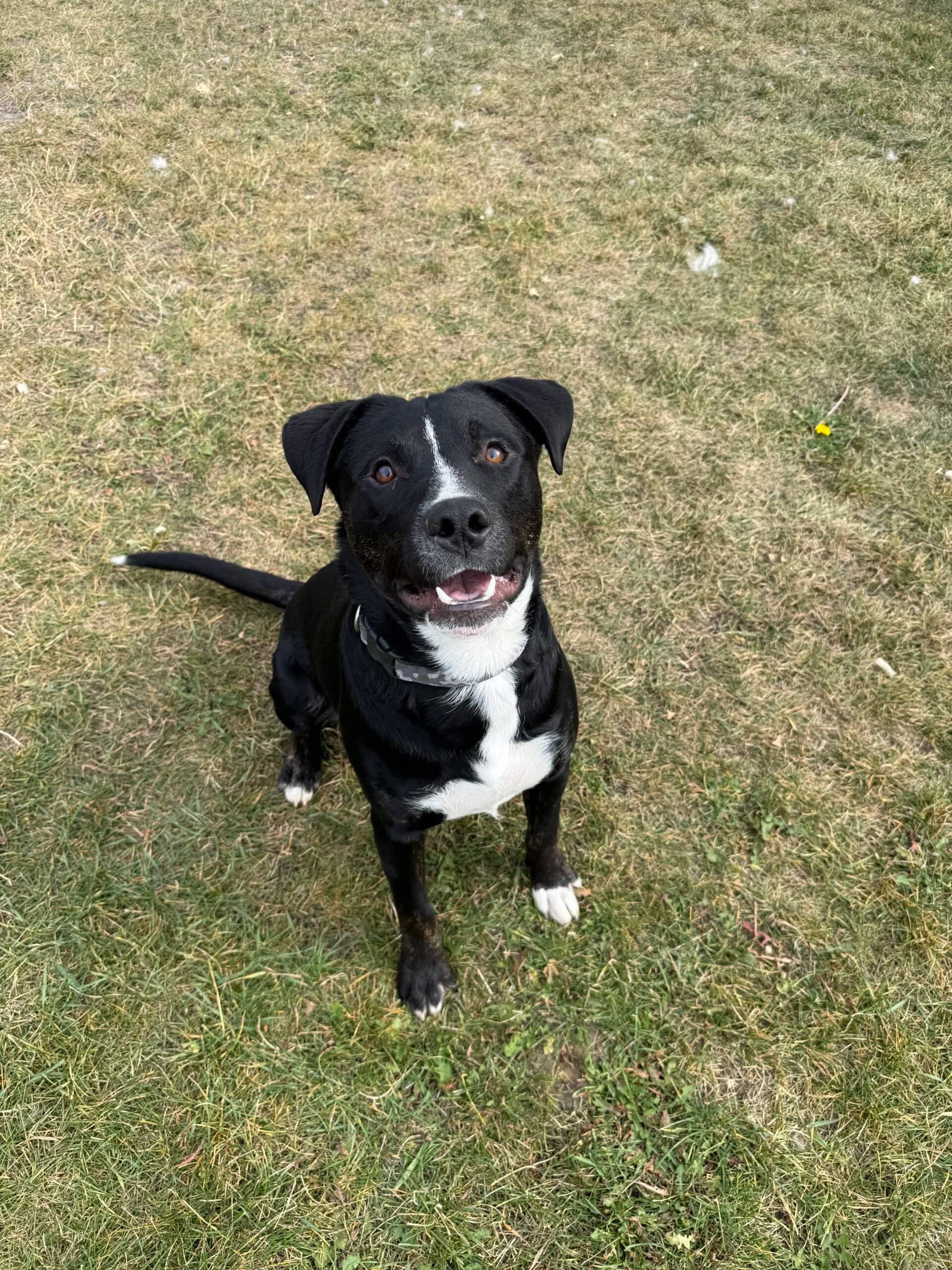 Walker - Pitbull Cross available for adoption