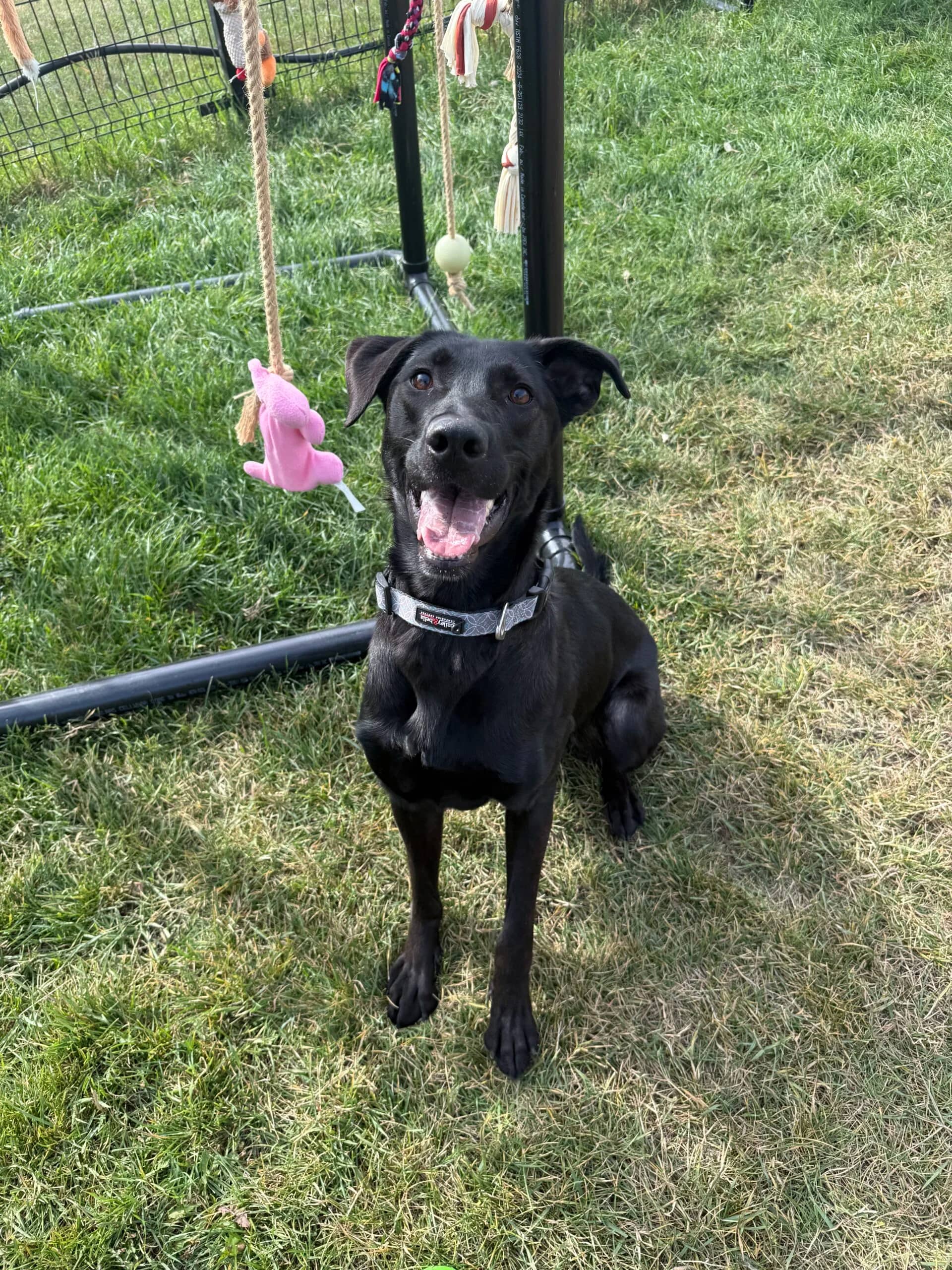 Meela - Belgian Malinois cross available for adoption