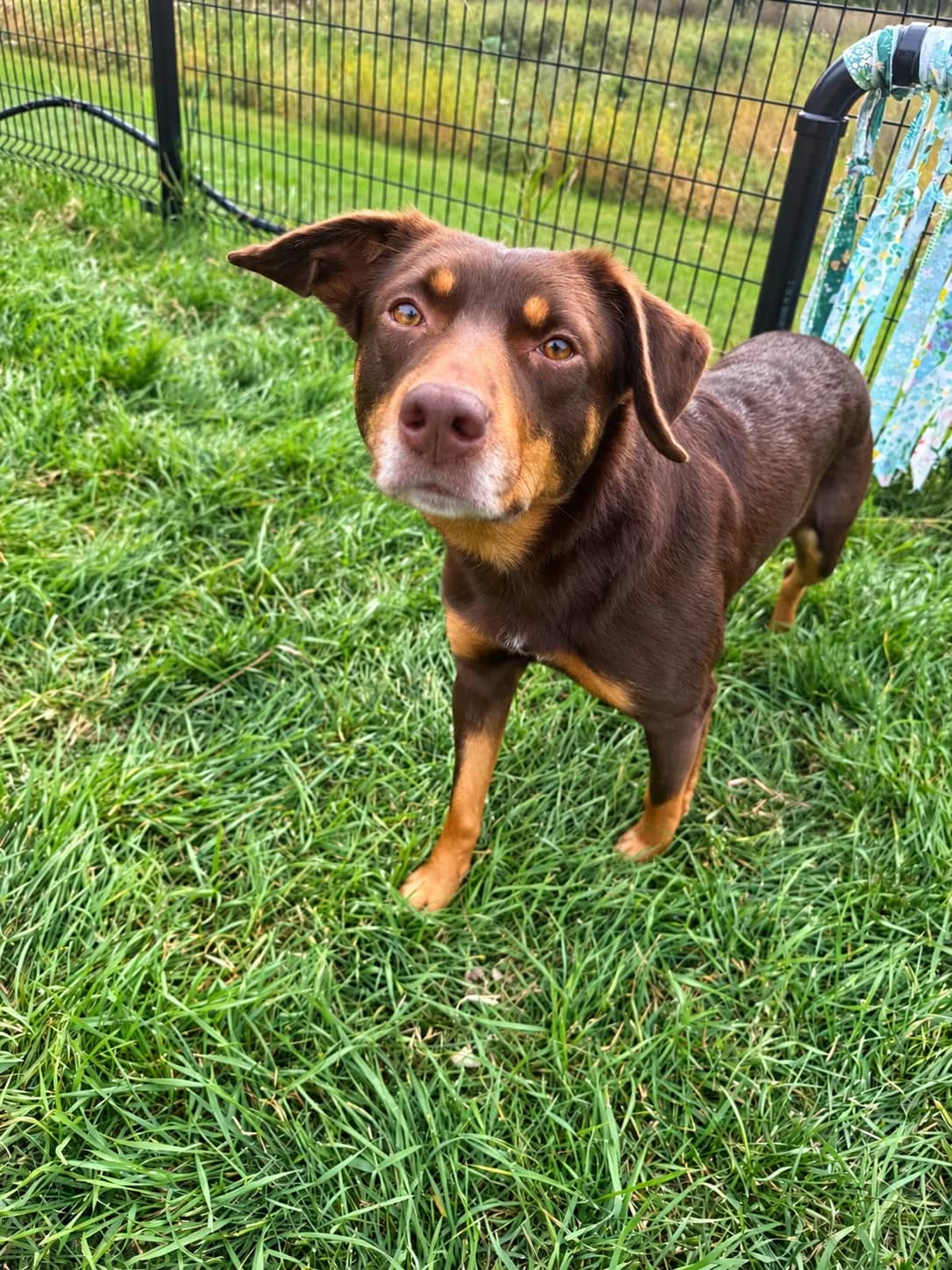 Aspen - Kelpie Cross available for adoption at Central Alberta Humane Society in Red Deer