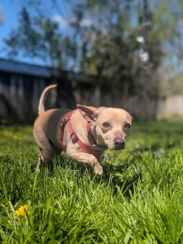 Mudslide - Mixed Breed available for adoption