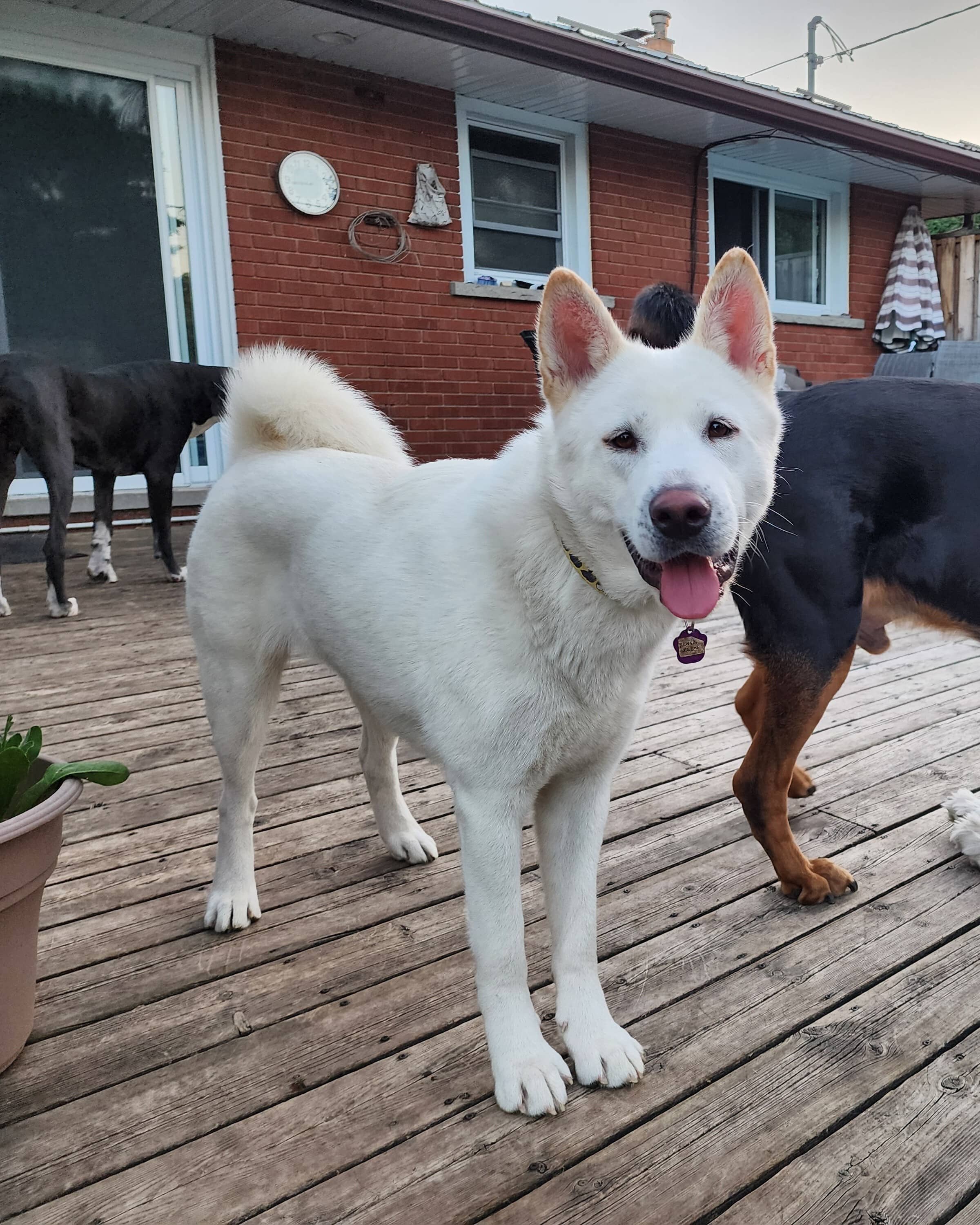 Kensal Green - Mixed Breed available for adoption at Redemption Paws in Toronto (1 of 3)