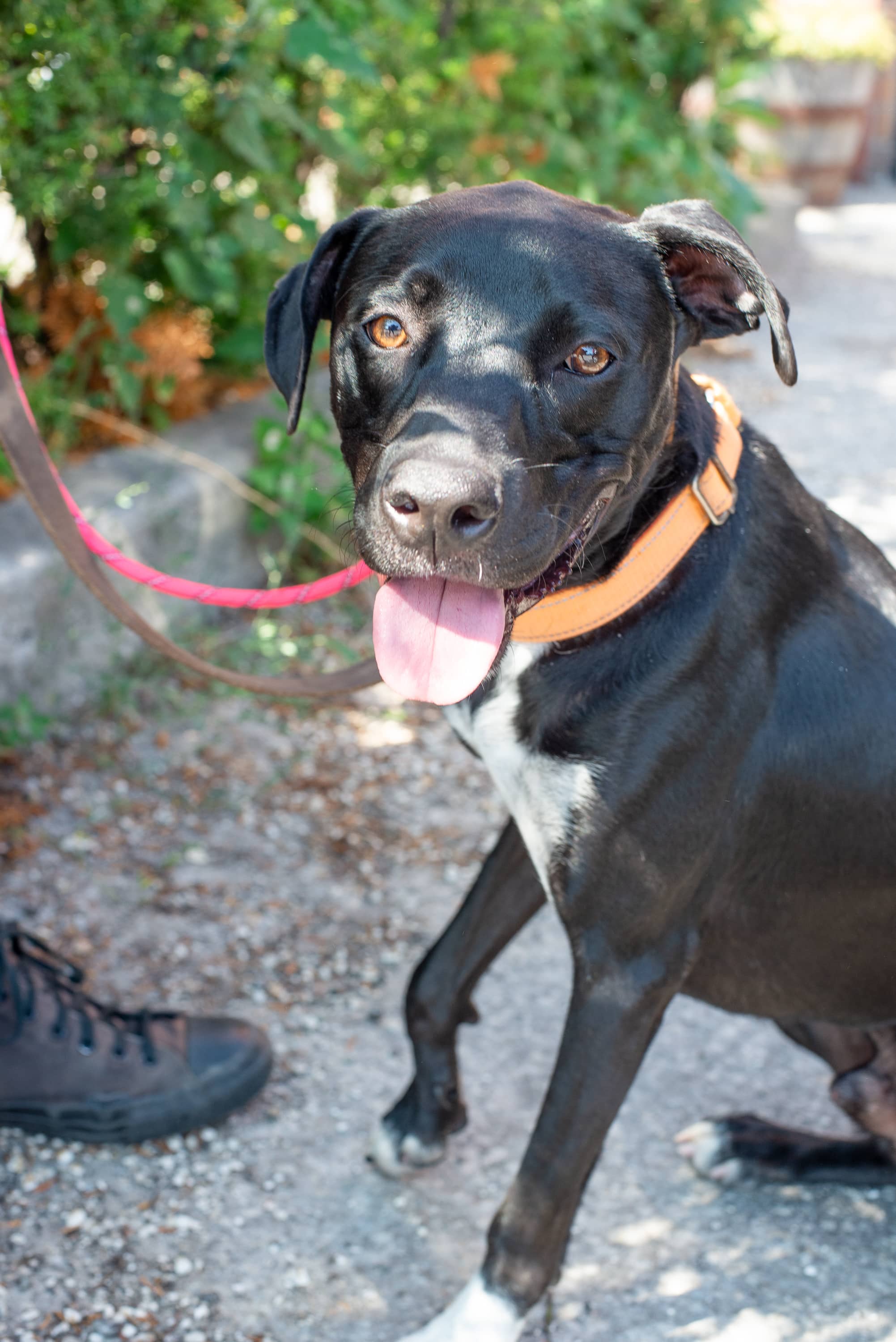 Dalston - Mixed Breed available for adoption
