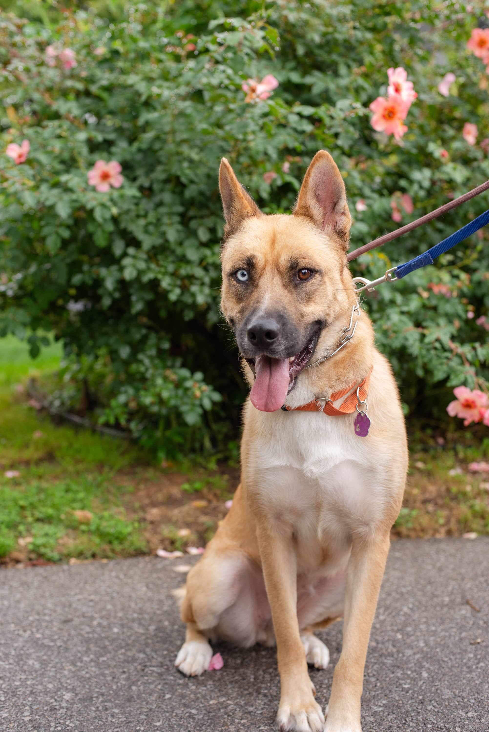Sandra - Mixed Breed available for adoption