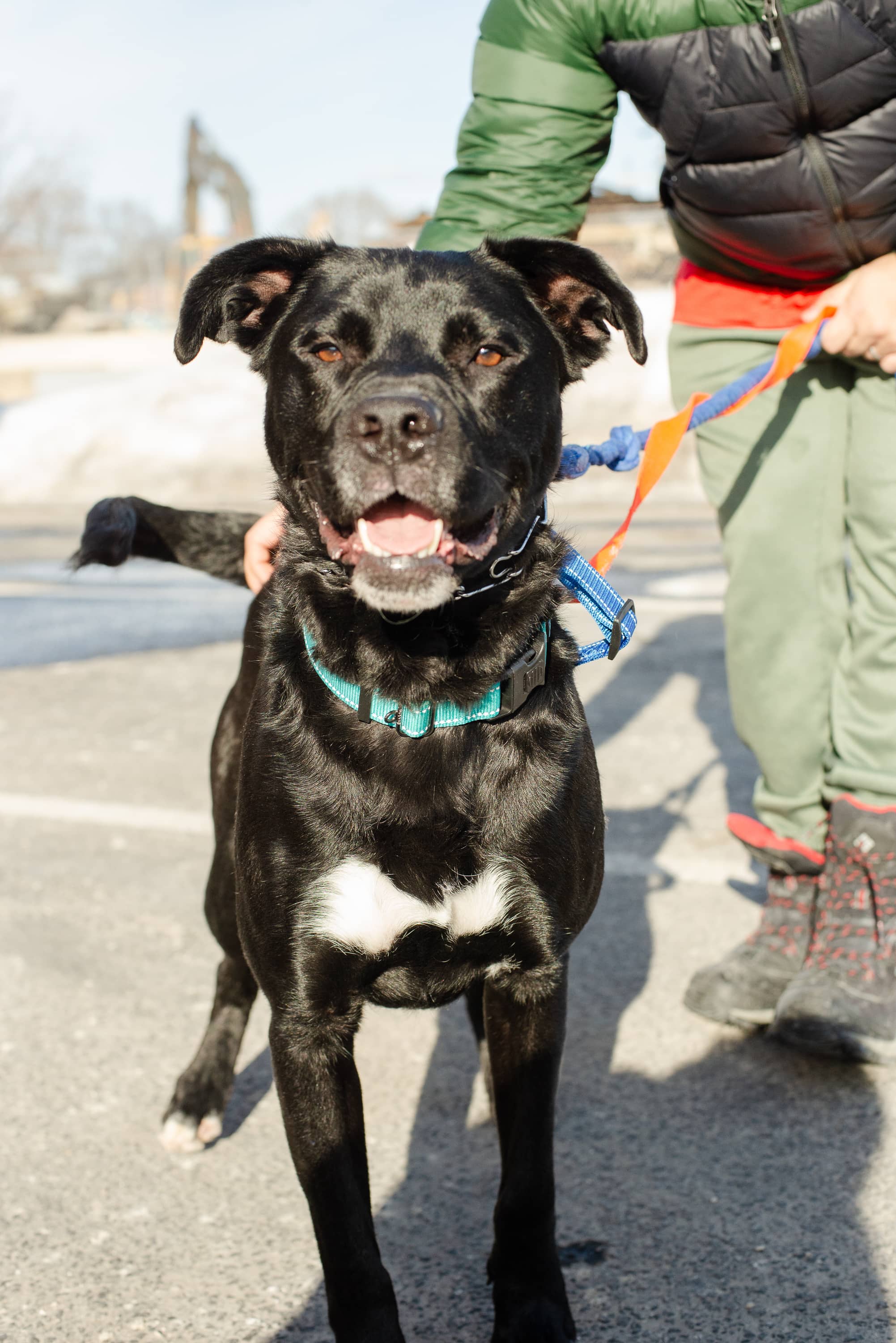 Kip - Mixed Breed available for adoption