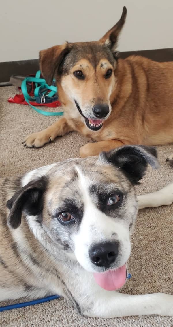 Devote - Mixed Breed available for adoption