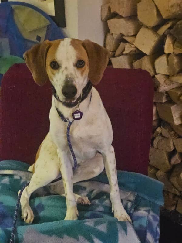 Suzuka - Mixed Breed available for adoption