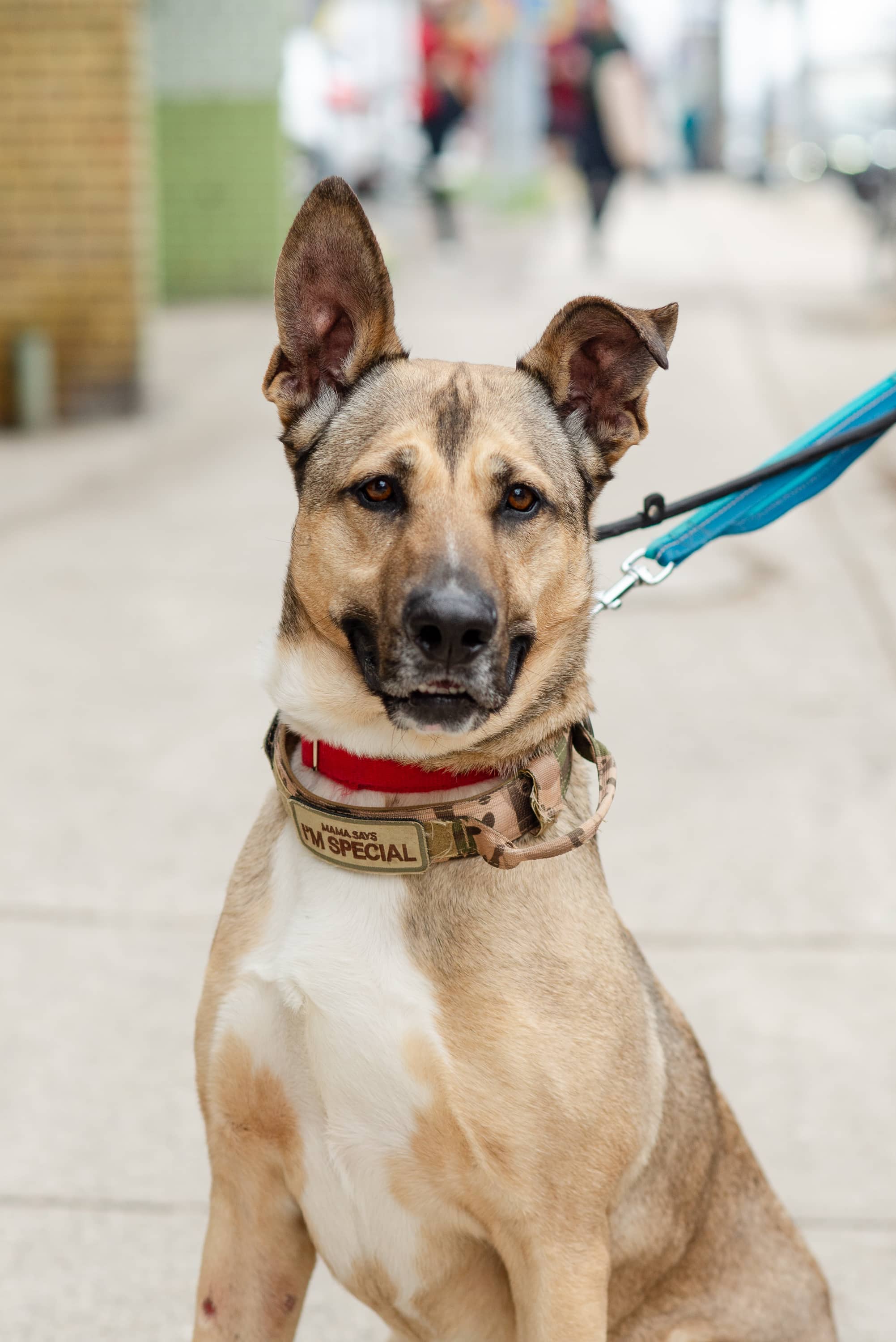 Marcus - Mixed Breed available for adoption