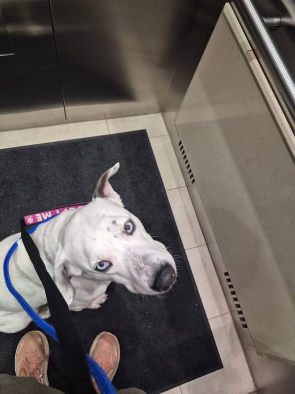 Bottas - Mixed Breed available for adoption