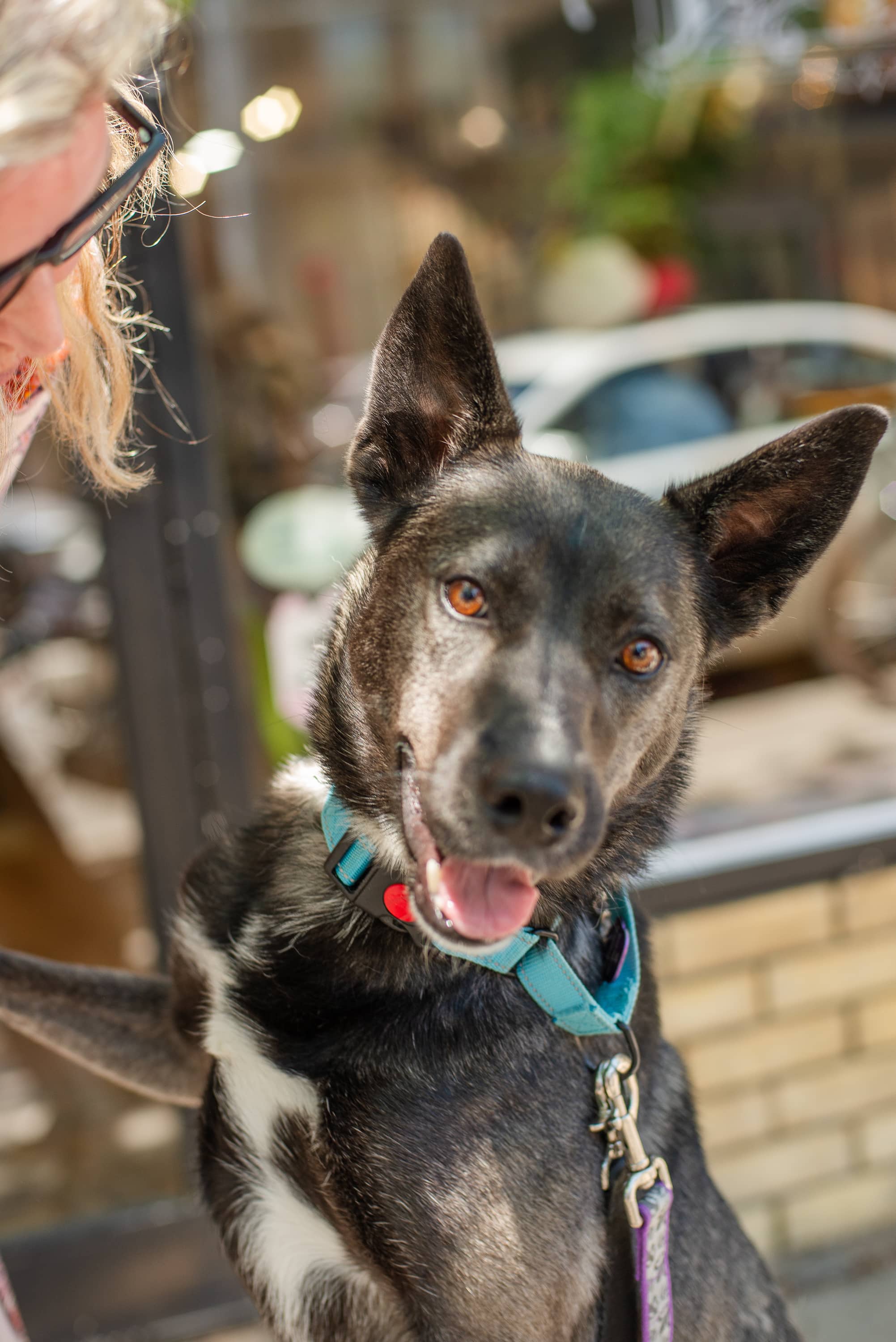 Benedict - Mixed Breed available for adoption