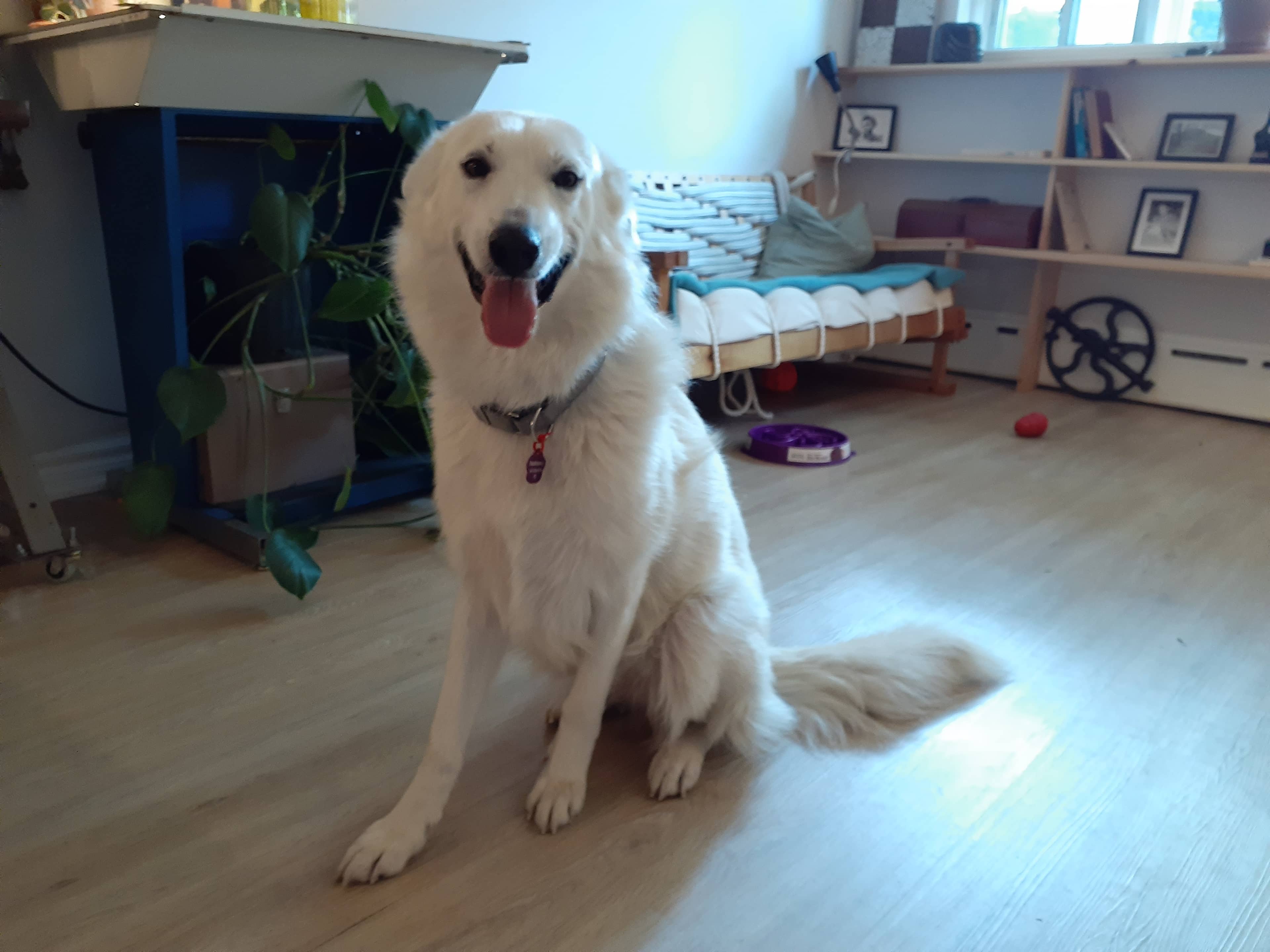 Siracusa - Mixed Breed available for adoption