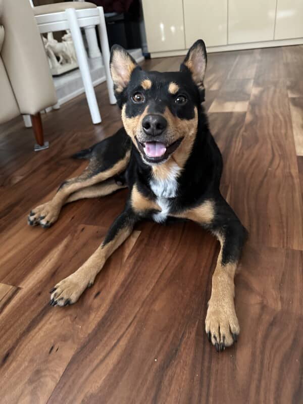 Brooklands - Mixed Breed available for adoption