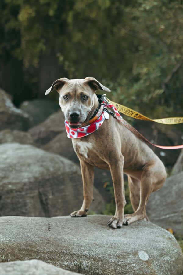 Bishops - Beagle Mix available for adoption in Ontario