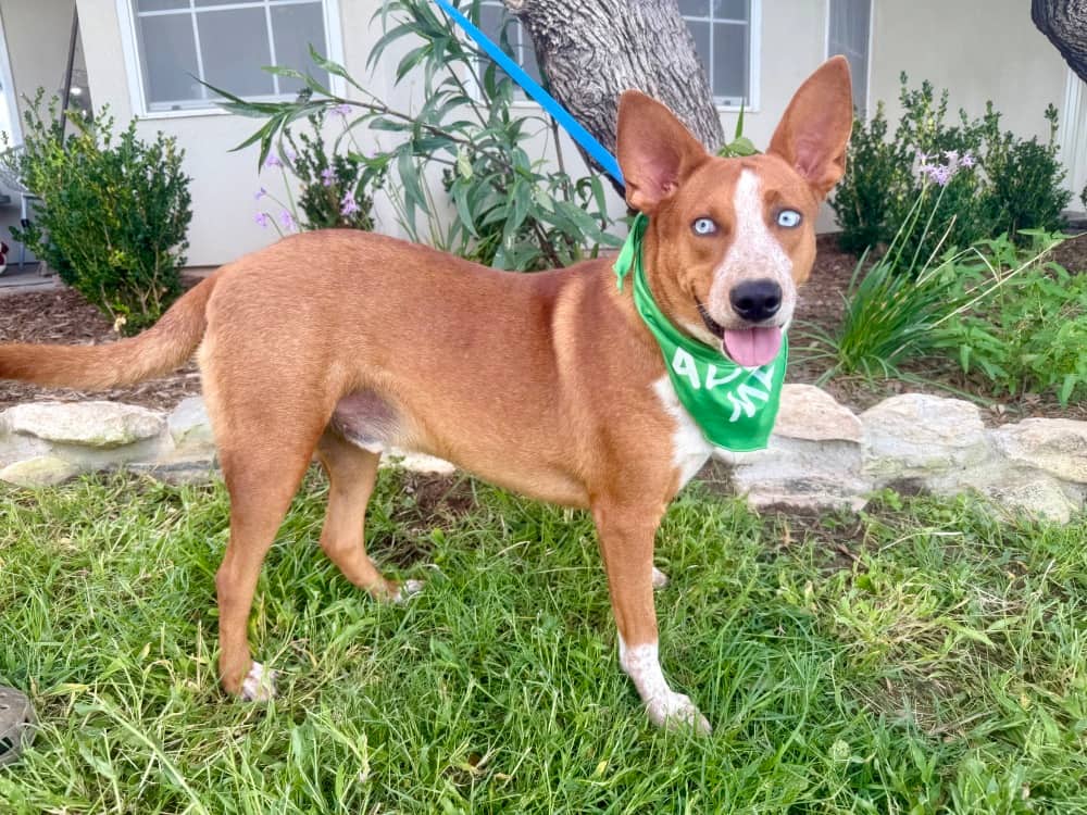 Mandrake - Mixed Breed available for adoption at Redemption Paws in Toronto