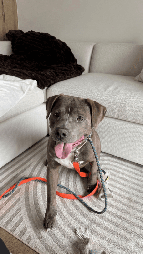 Andretti - Mixed Breed available for adoption