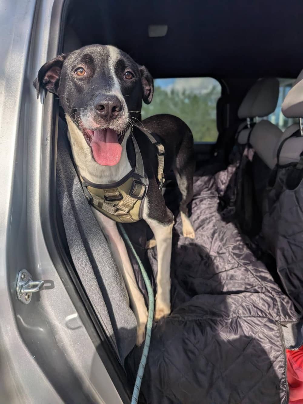 Flannel - Mixed Breed available for adoption at Redemption Paws in Toronto