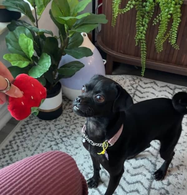 Tulane - Pug Mix available for adoption in Ontario