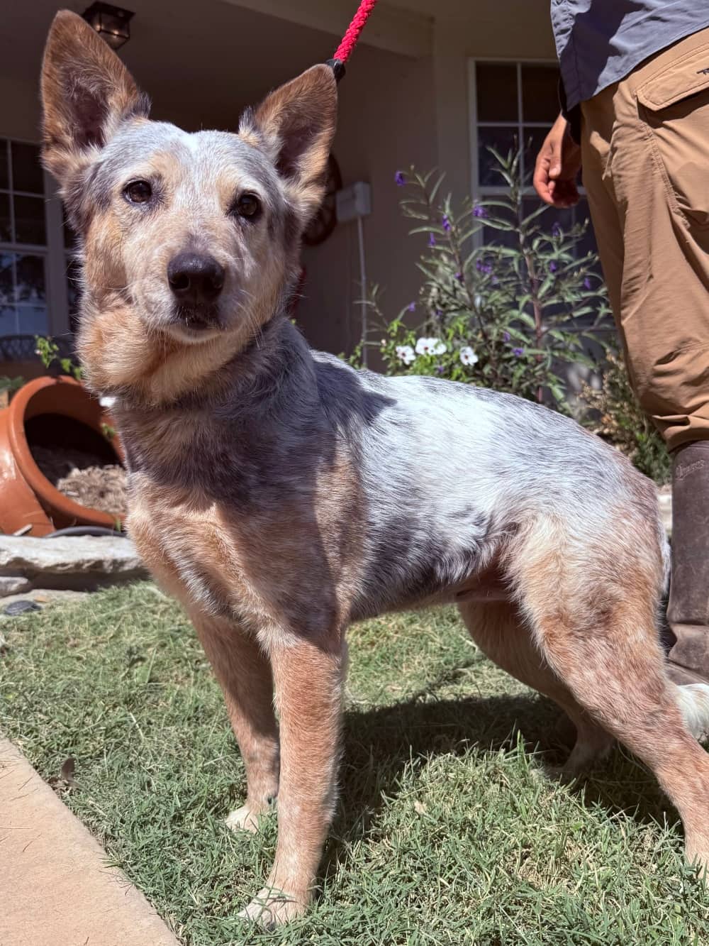 Bonfire - Mixed Breed available for adoption at Redemption Paws in Toronto