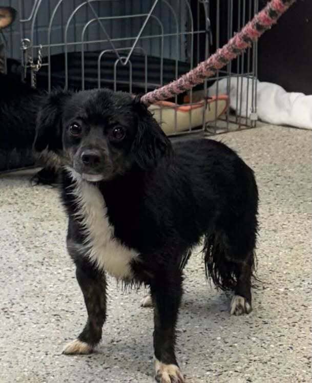 Puffball - Mixed Breed available for adoption at Redemption Paws in Toronto
