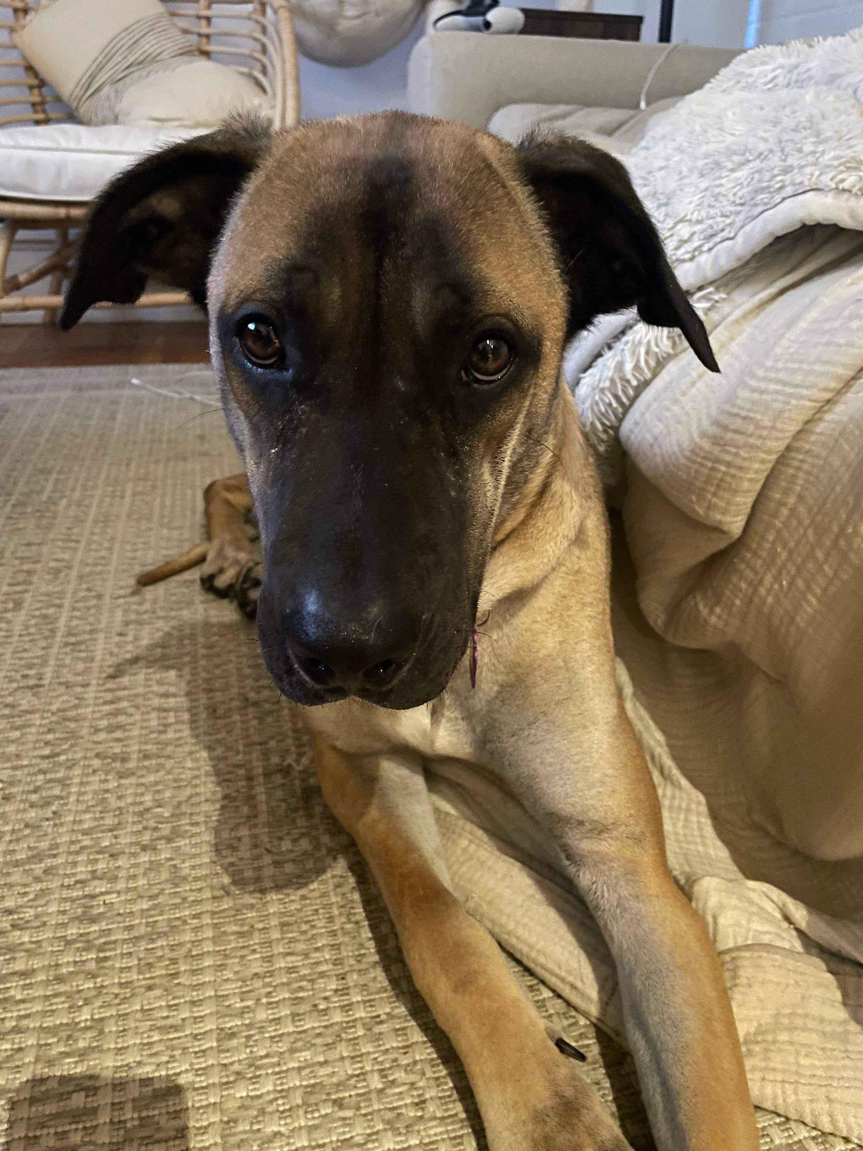 Imola - Mixed Breed available for adoption