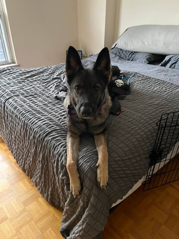 Loamy - German Shepherd Mix available for adoption in Ontario