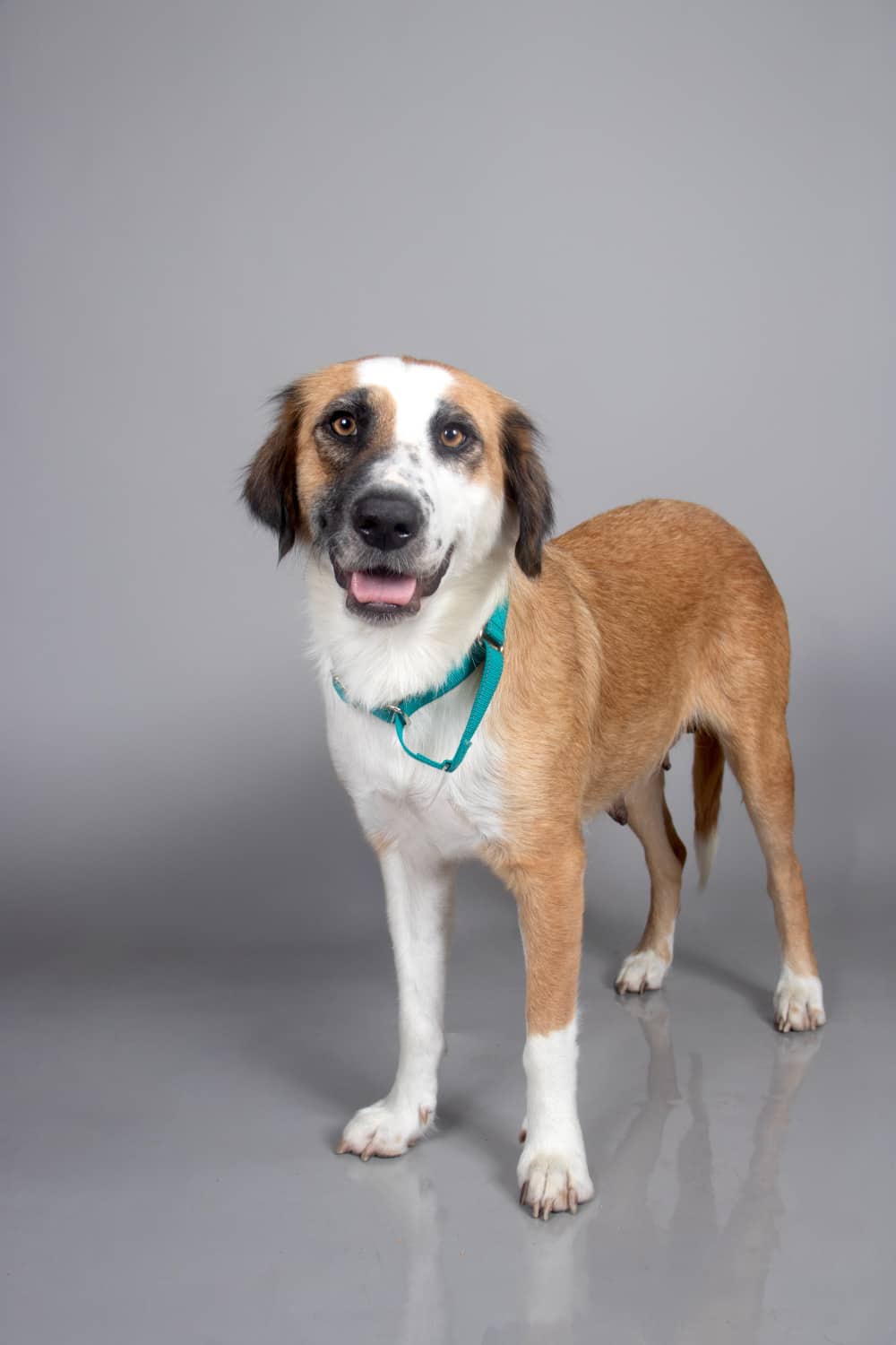 Tweed - Mixed Breed available for adoption at Redemption Paws in Toronto